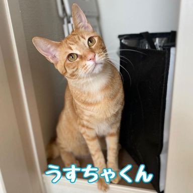 うすちゃの写真