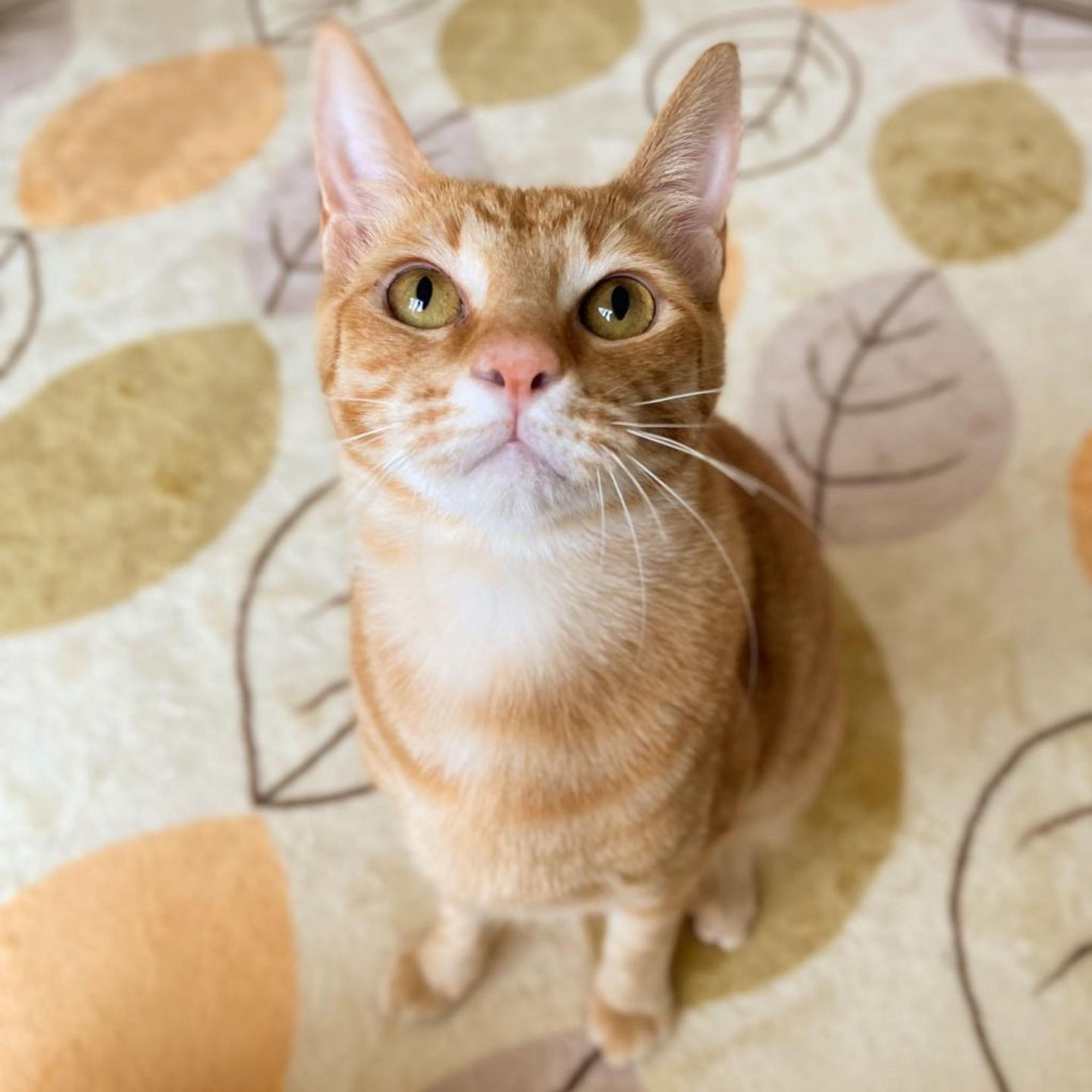 pet-image-2