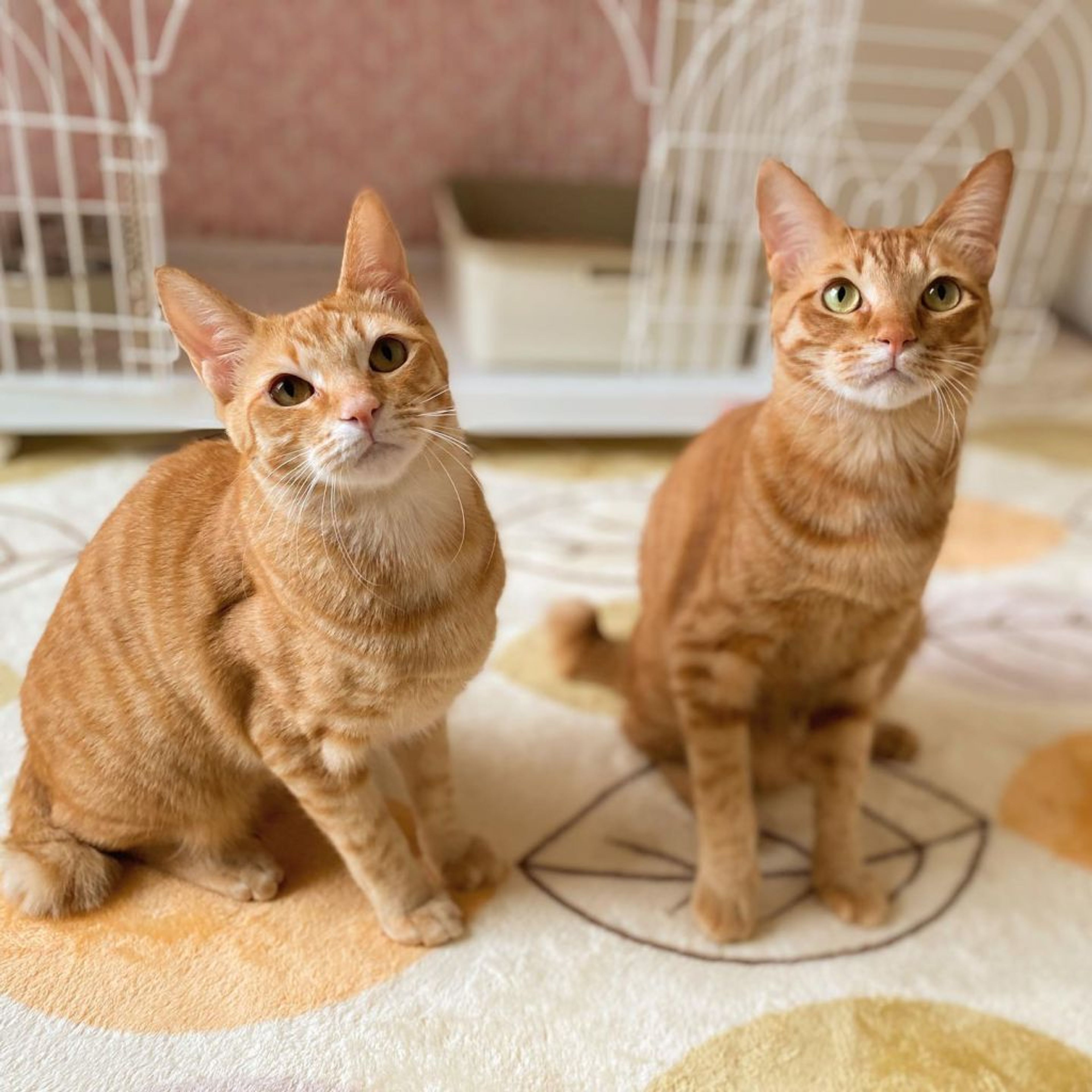 pet-image-5