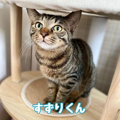 すずりの写真