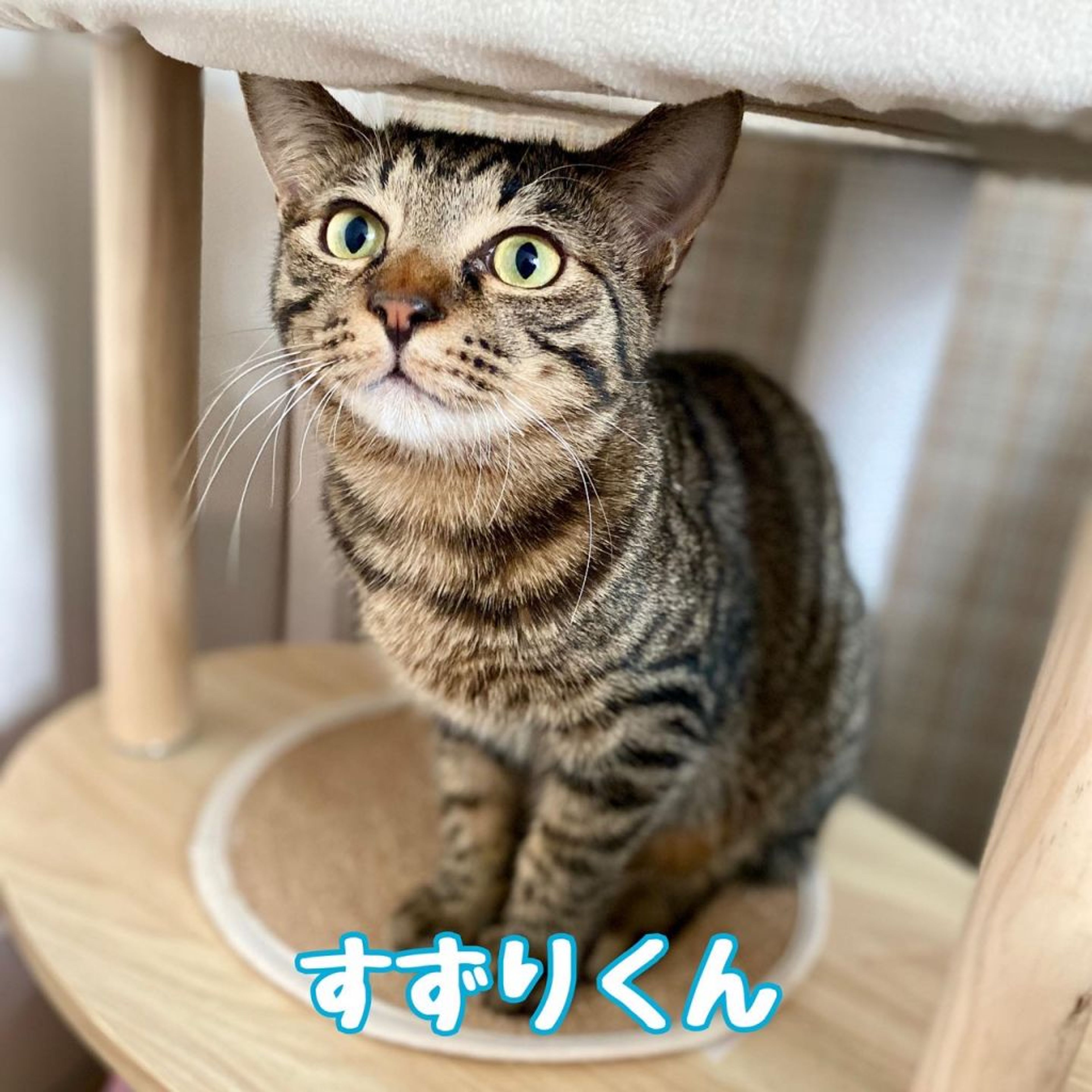 雑種（ミックス猫）・オスの里親募集の写真