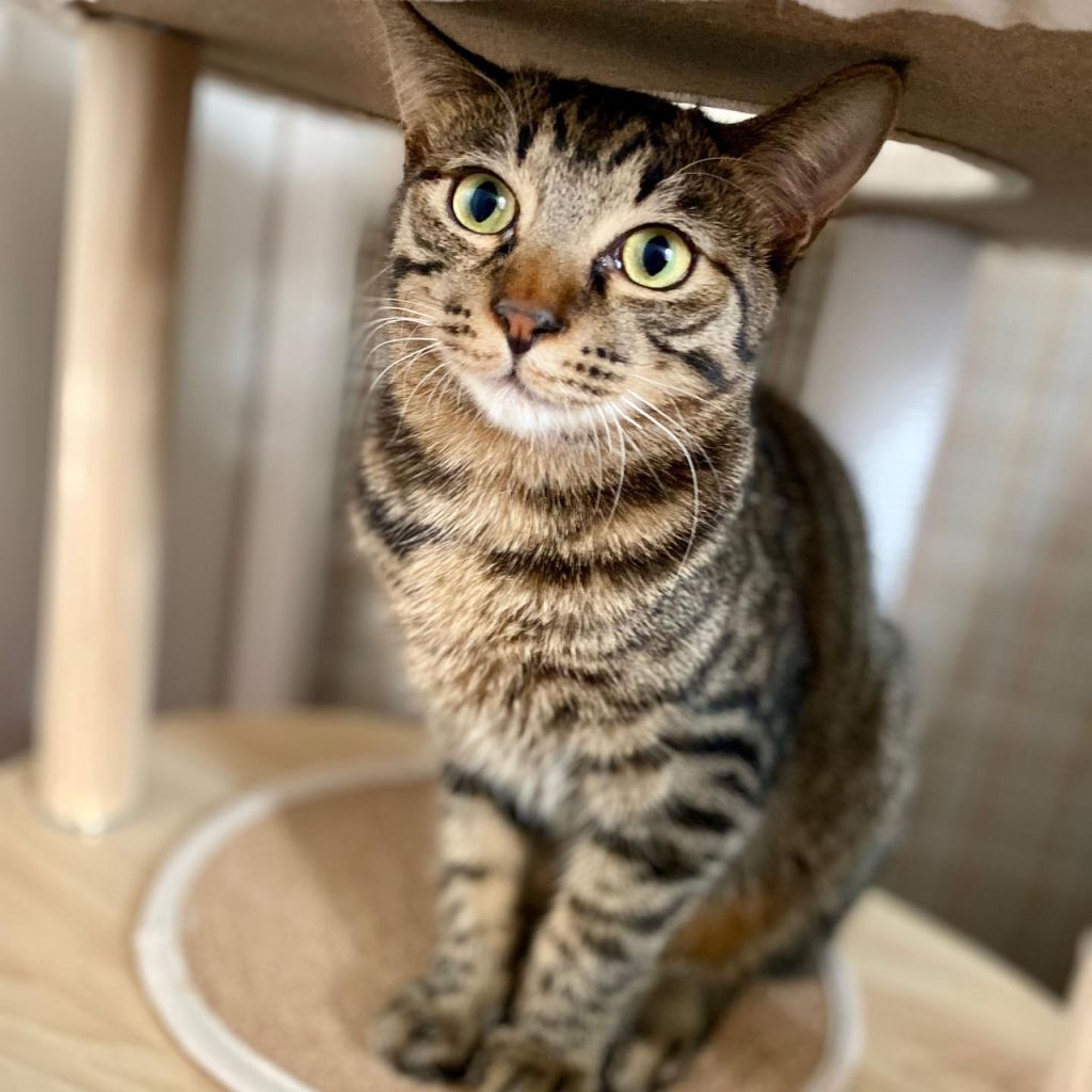 pet-image-2