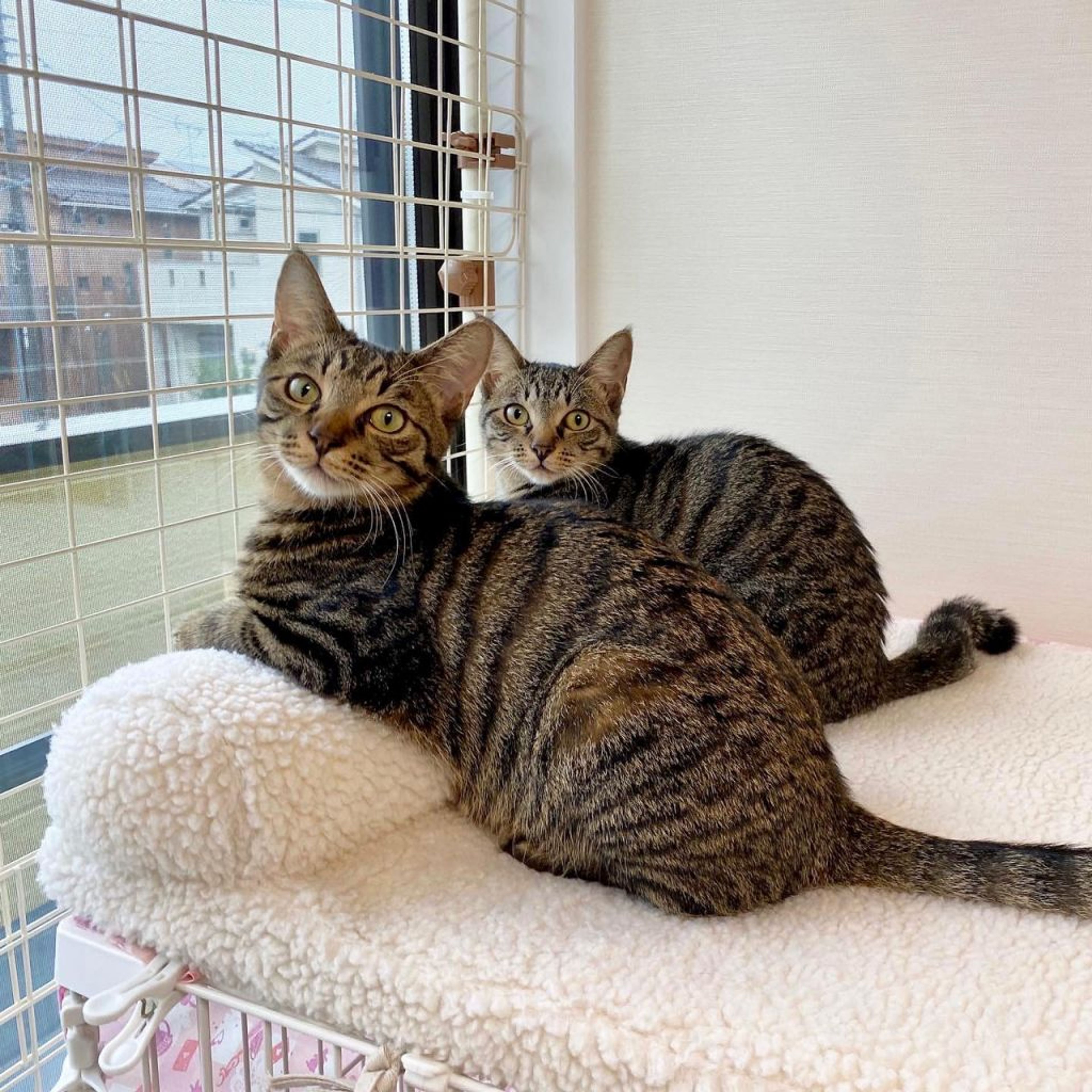 pet-image-5