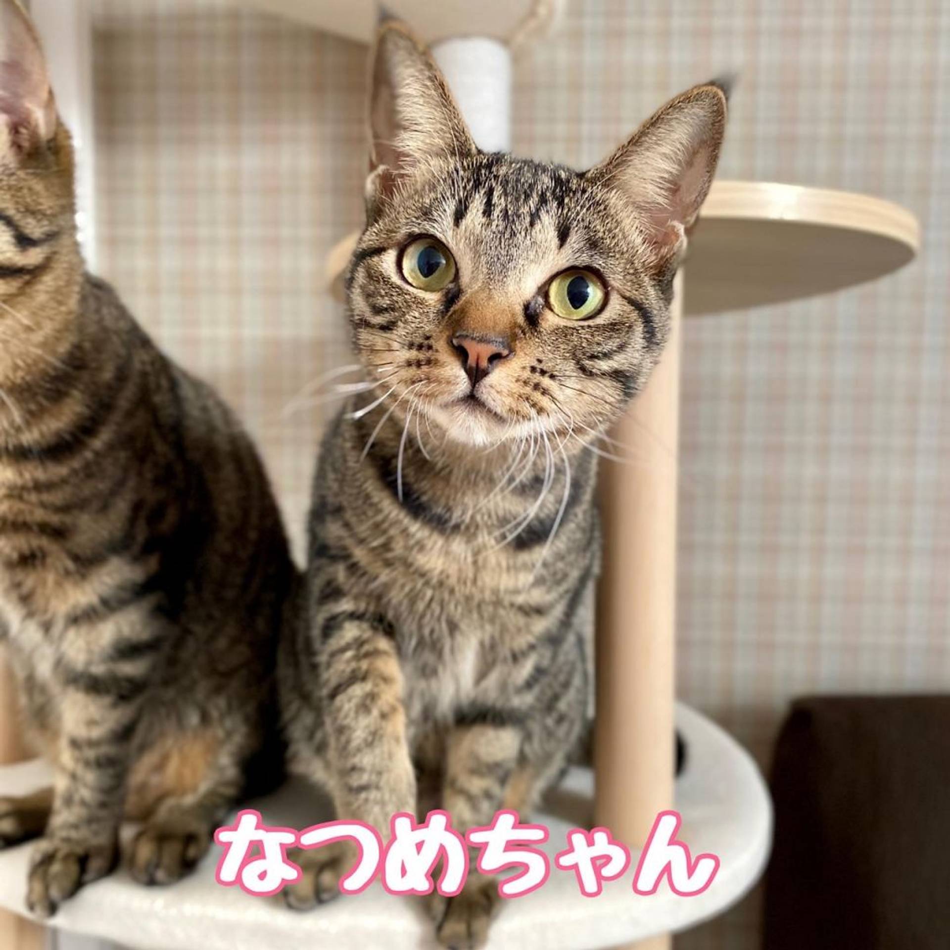 雑種（ミックス猫）・メスの里親募集の写真