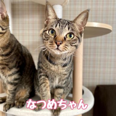 なつめの写真