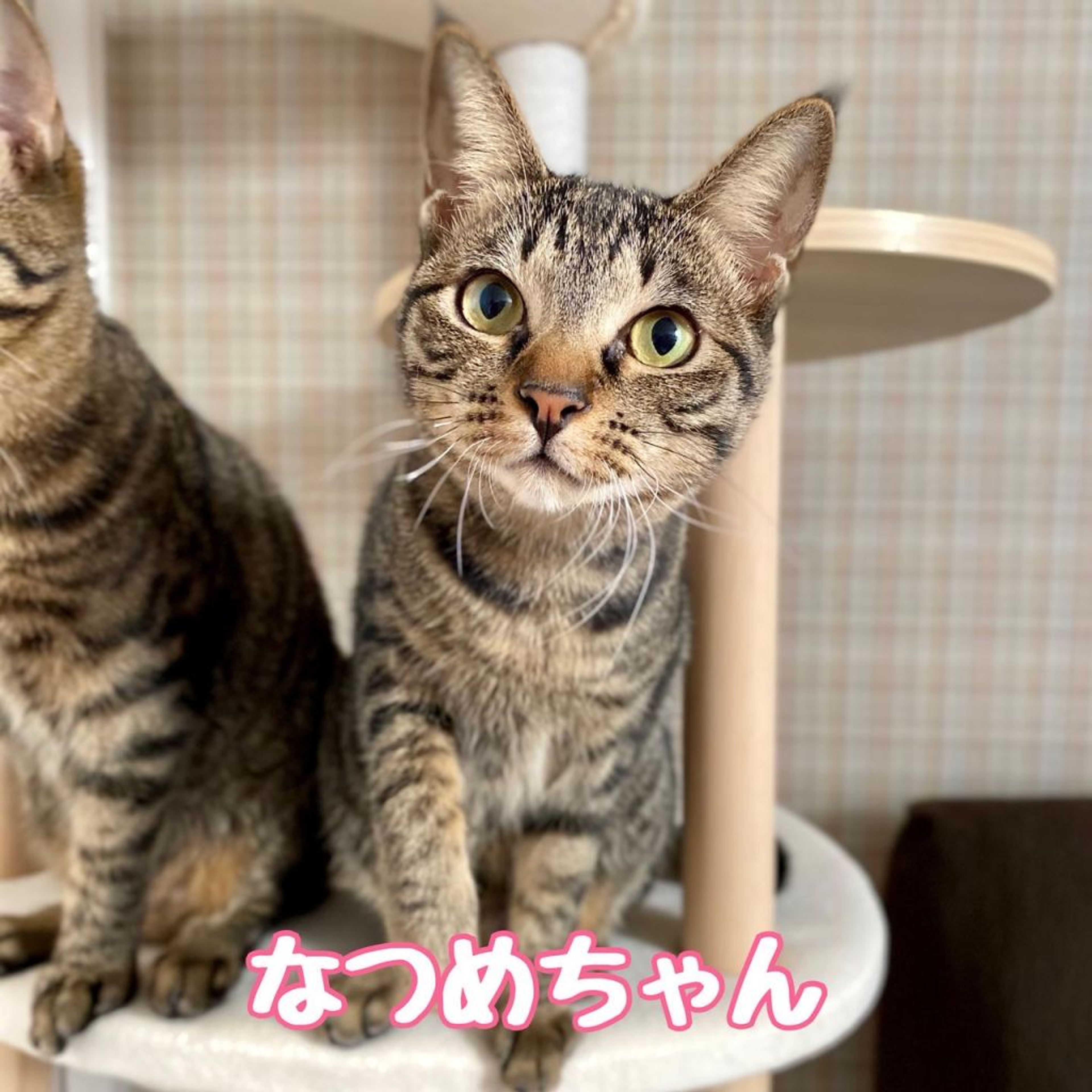 雑種（ミックス猫）・メスの里親募集の写真
