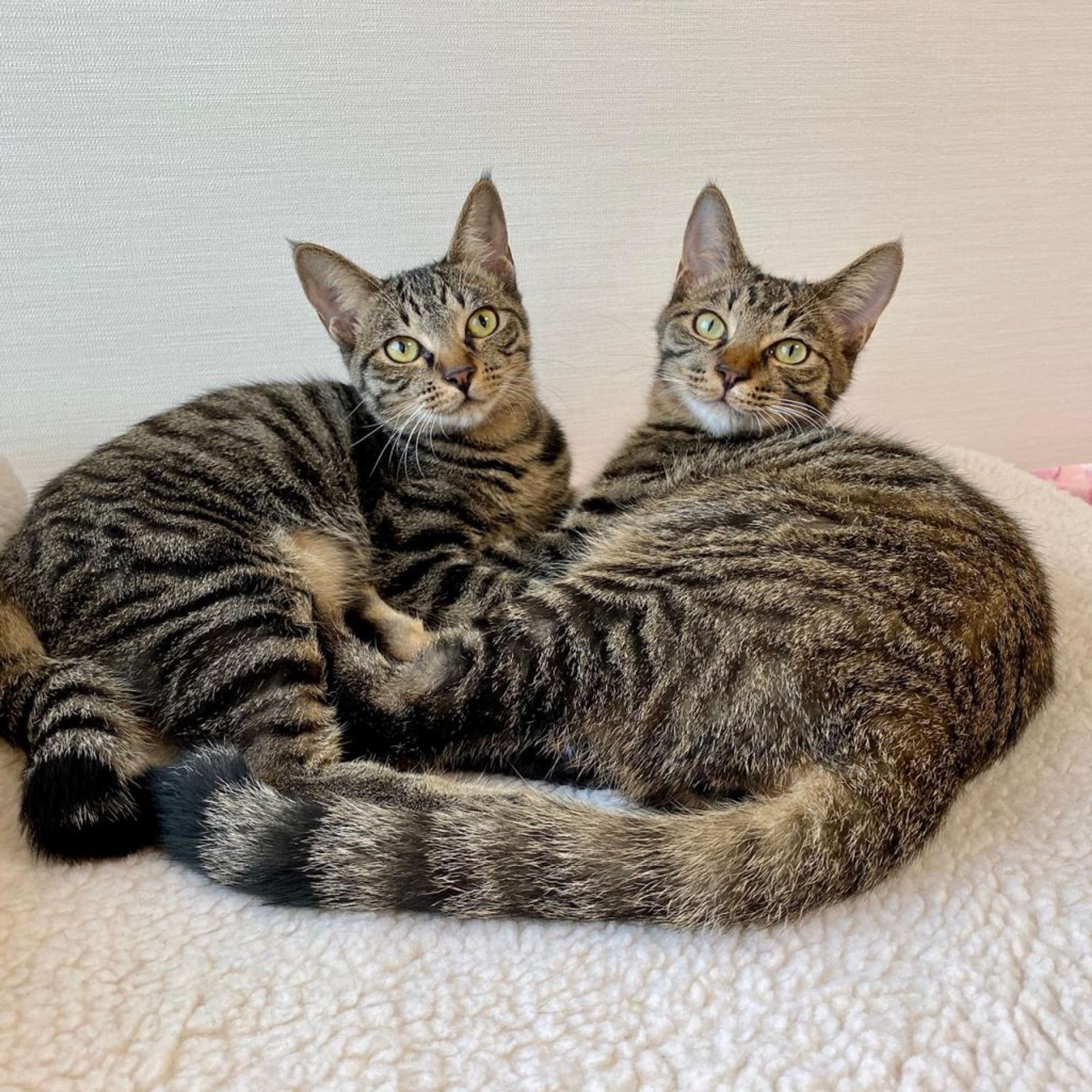 pet-image-5
