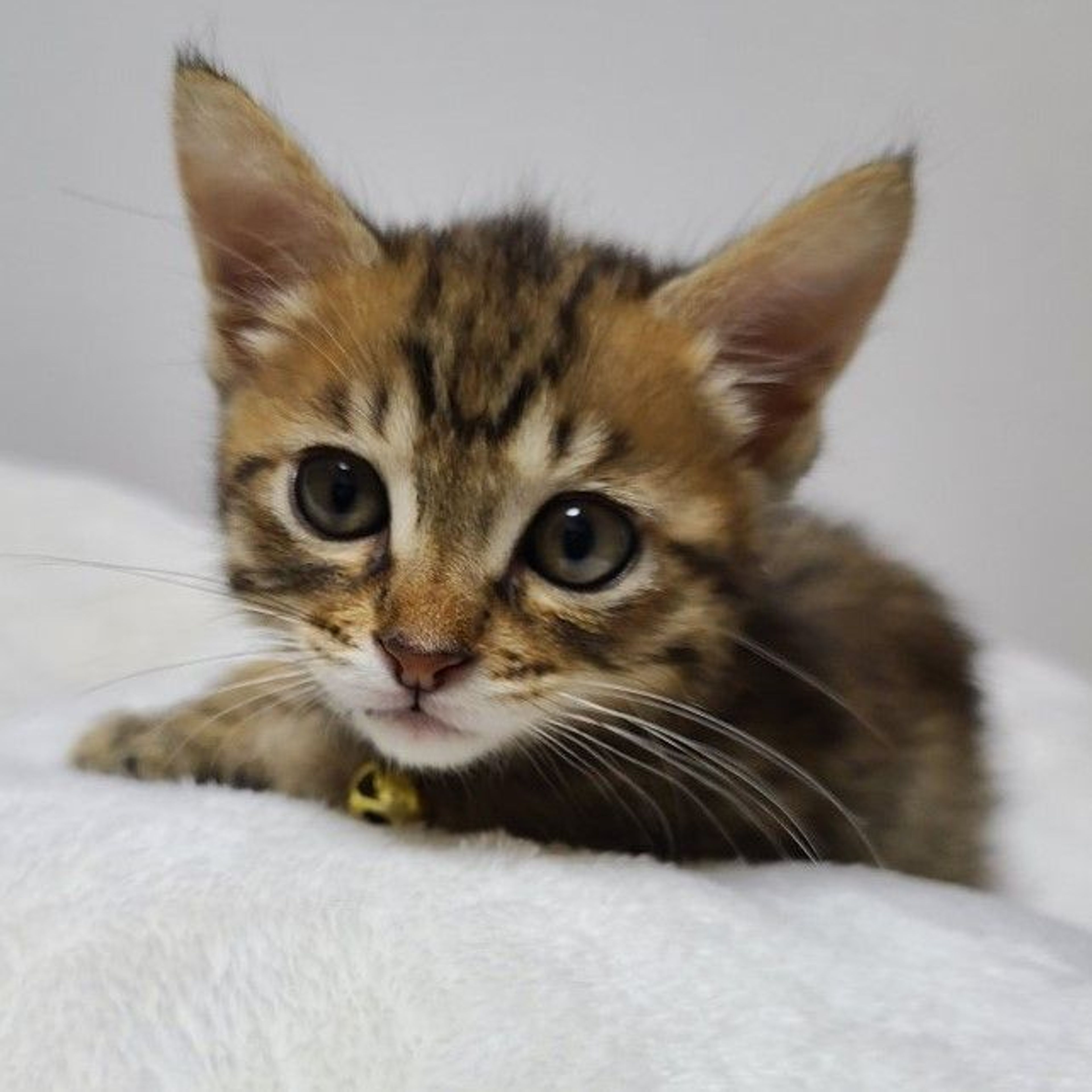 雑種（ミックス猫）・オスの里親募集の写真