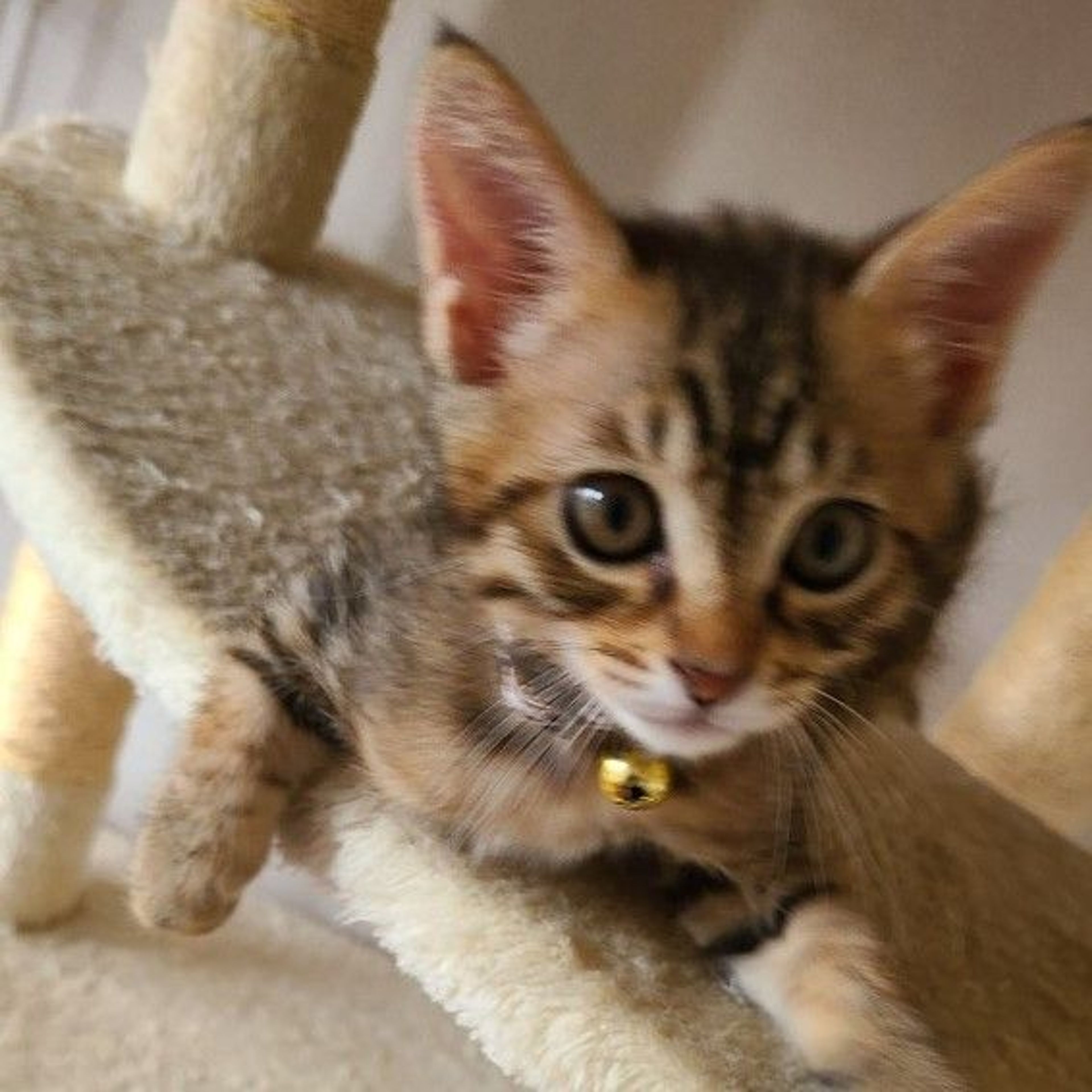 pet-image-4