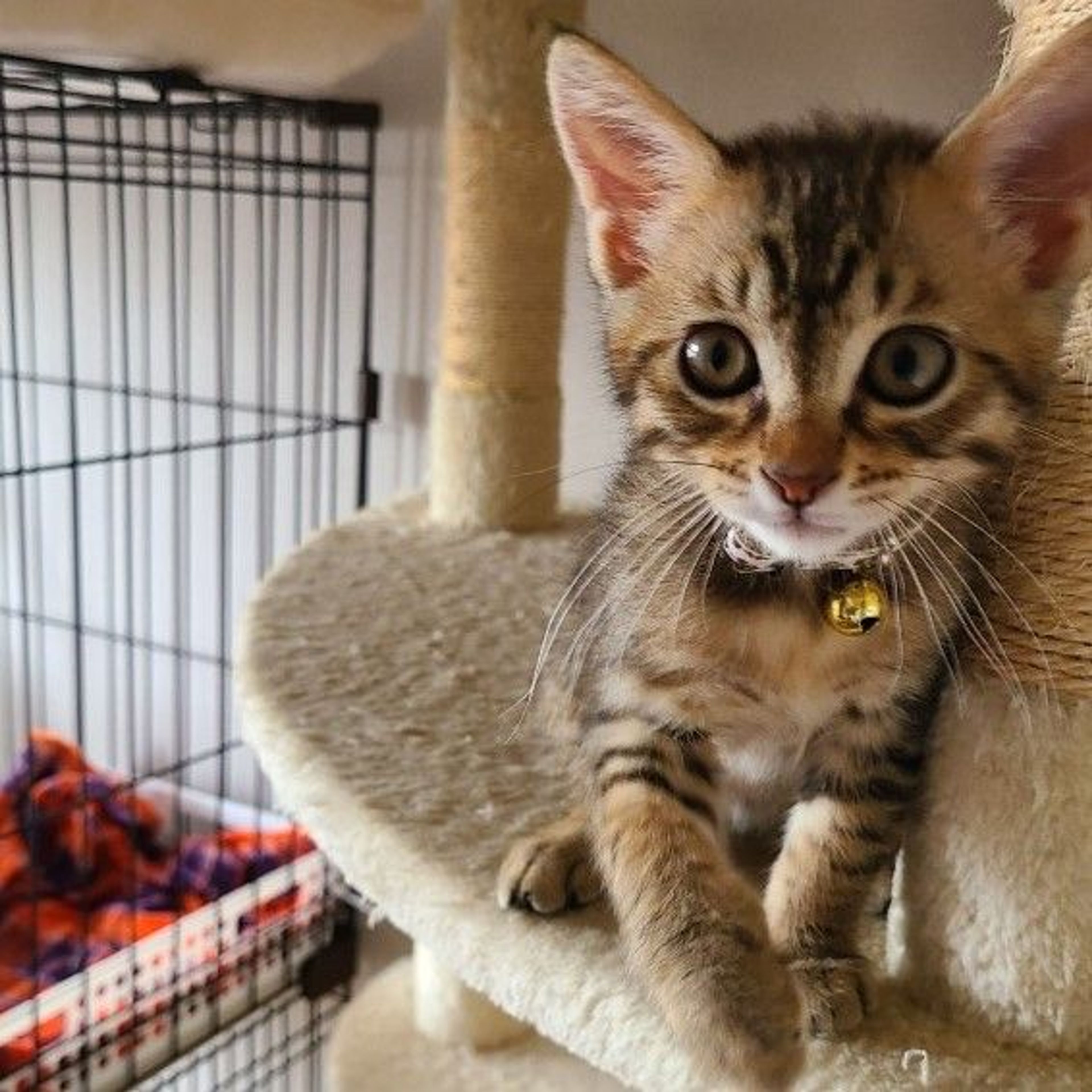pet-image-5