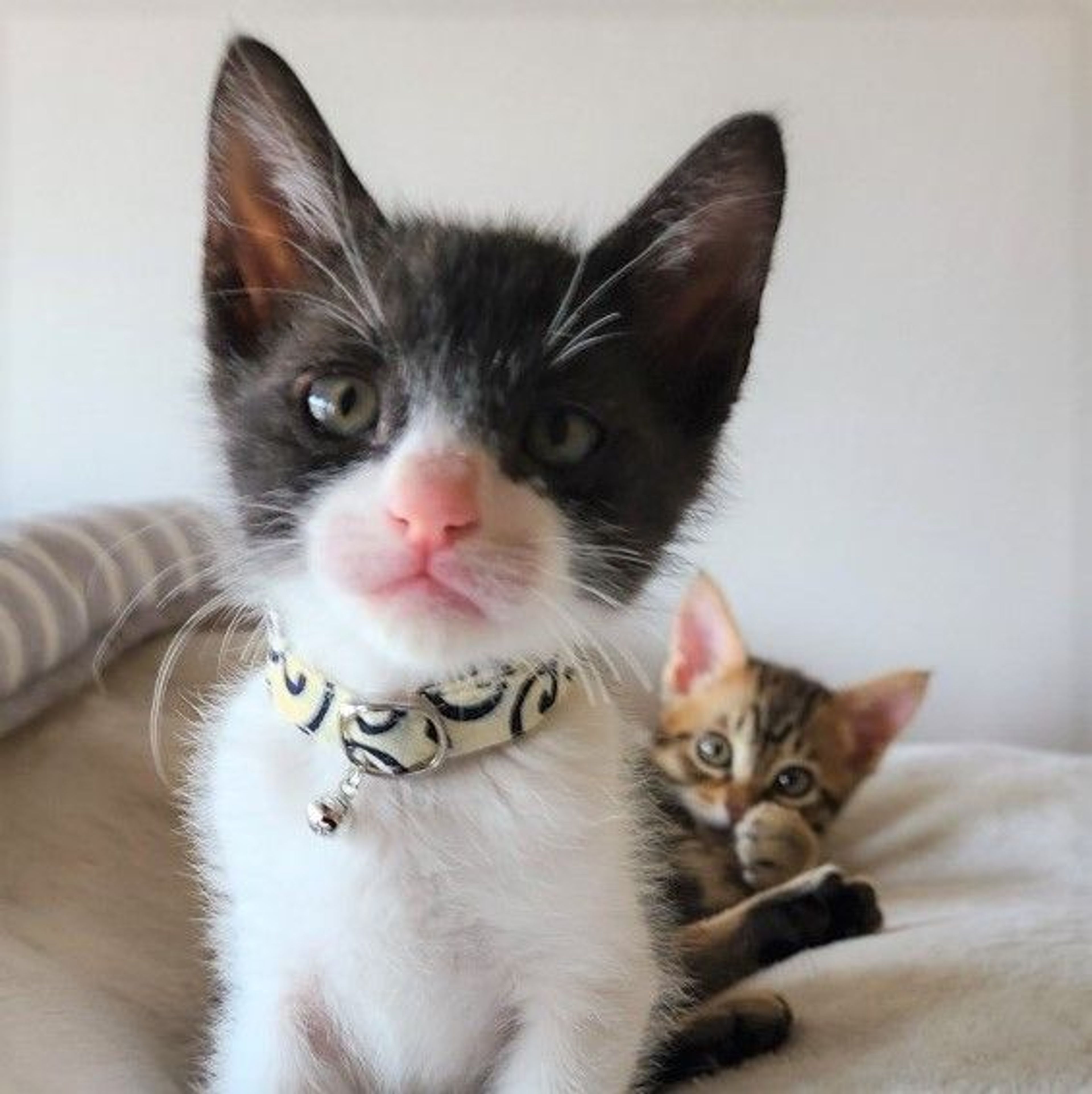 pet-image-4