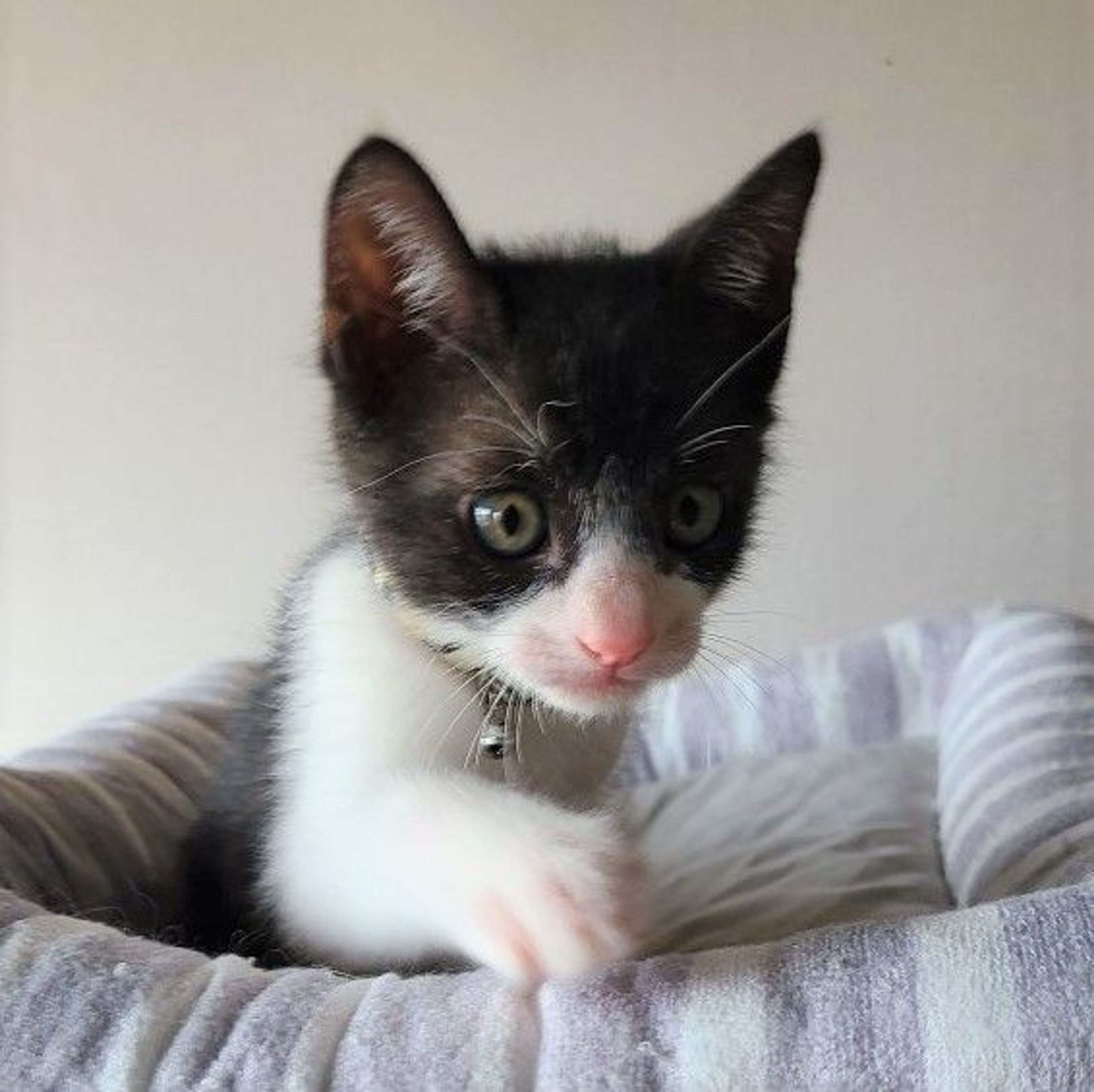 pet-image-5