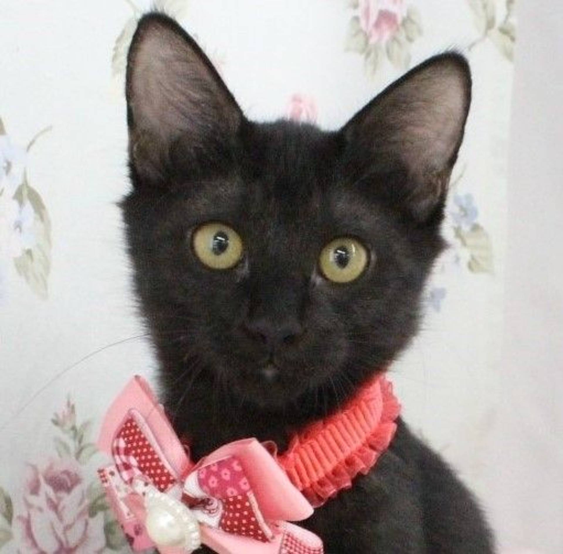 雑種（ミックス猫）・メスの里親募集の写真