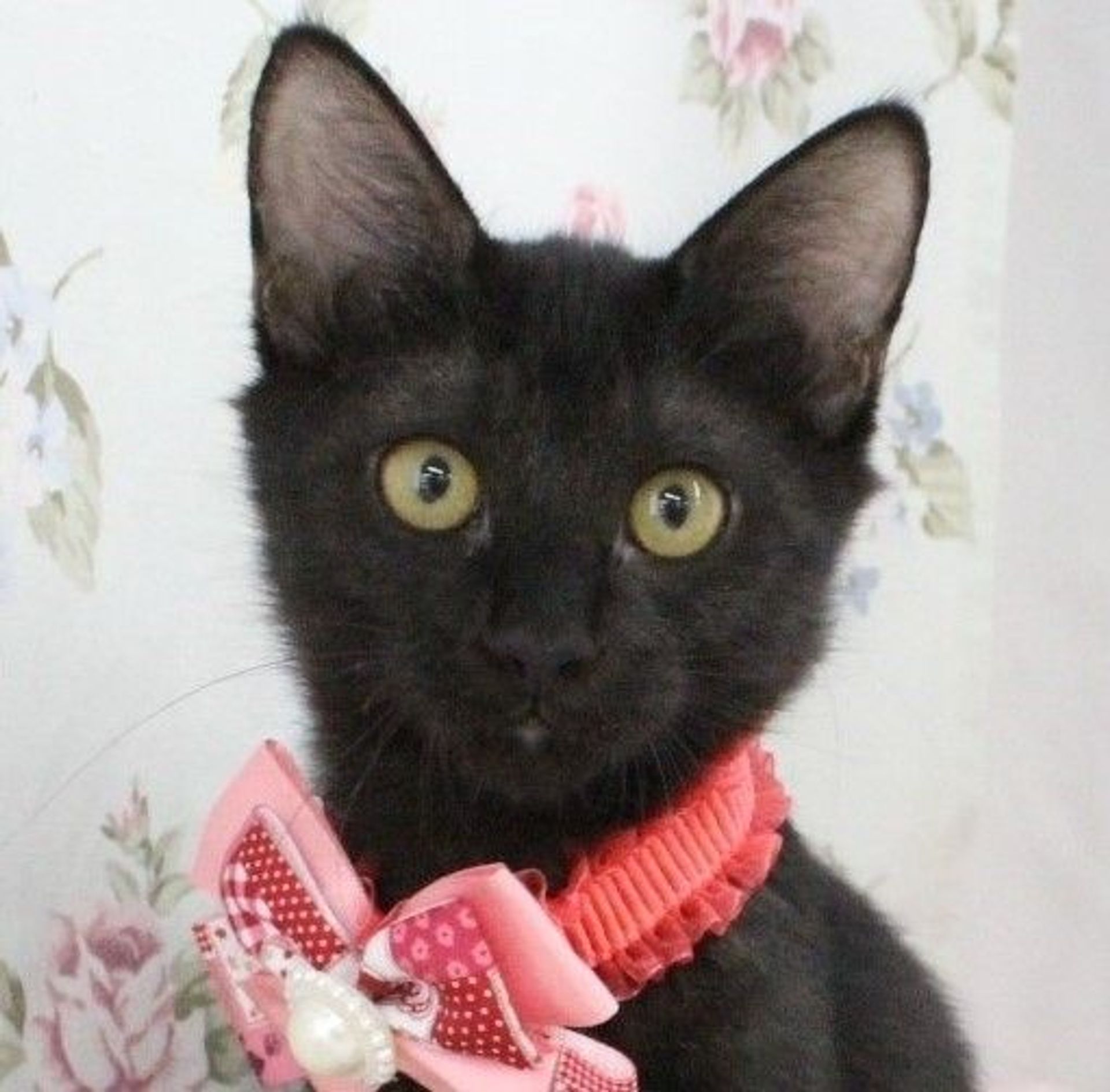 雑種（ミックス猫）・メスの里親募集の写真