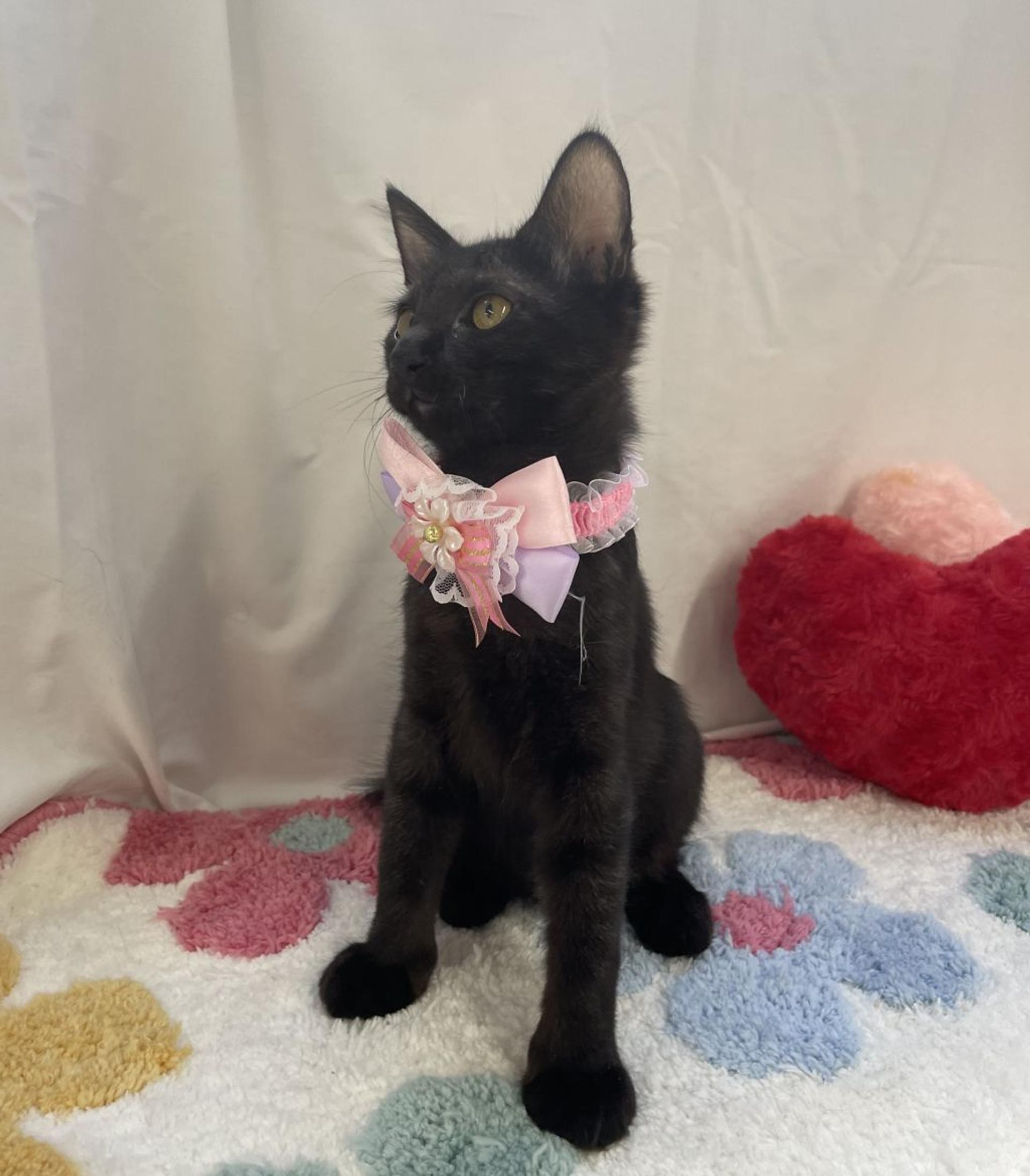 pet-image-3