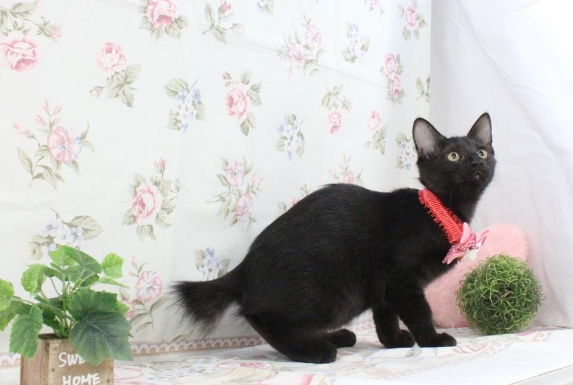 pet-image-5