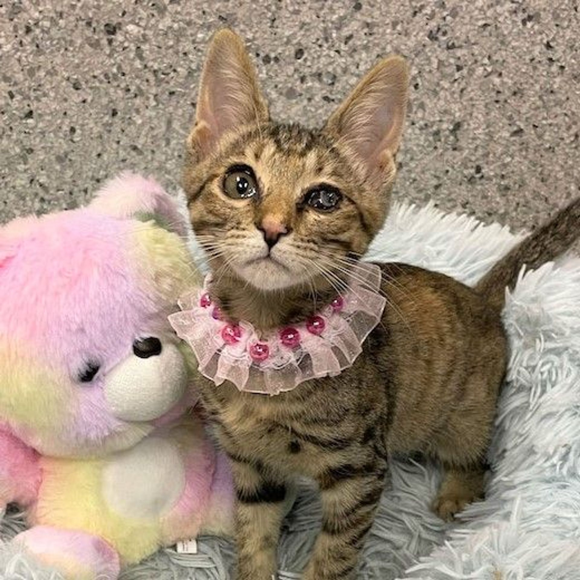 雑種（ミックス猫）・メスの里親募集の写真