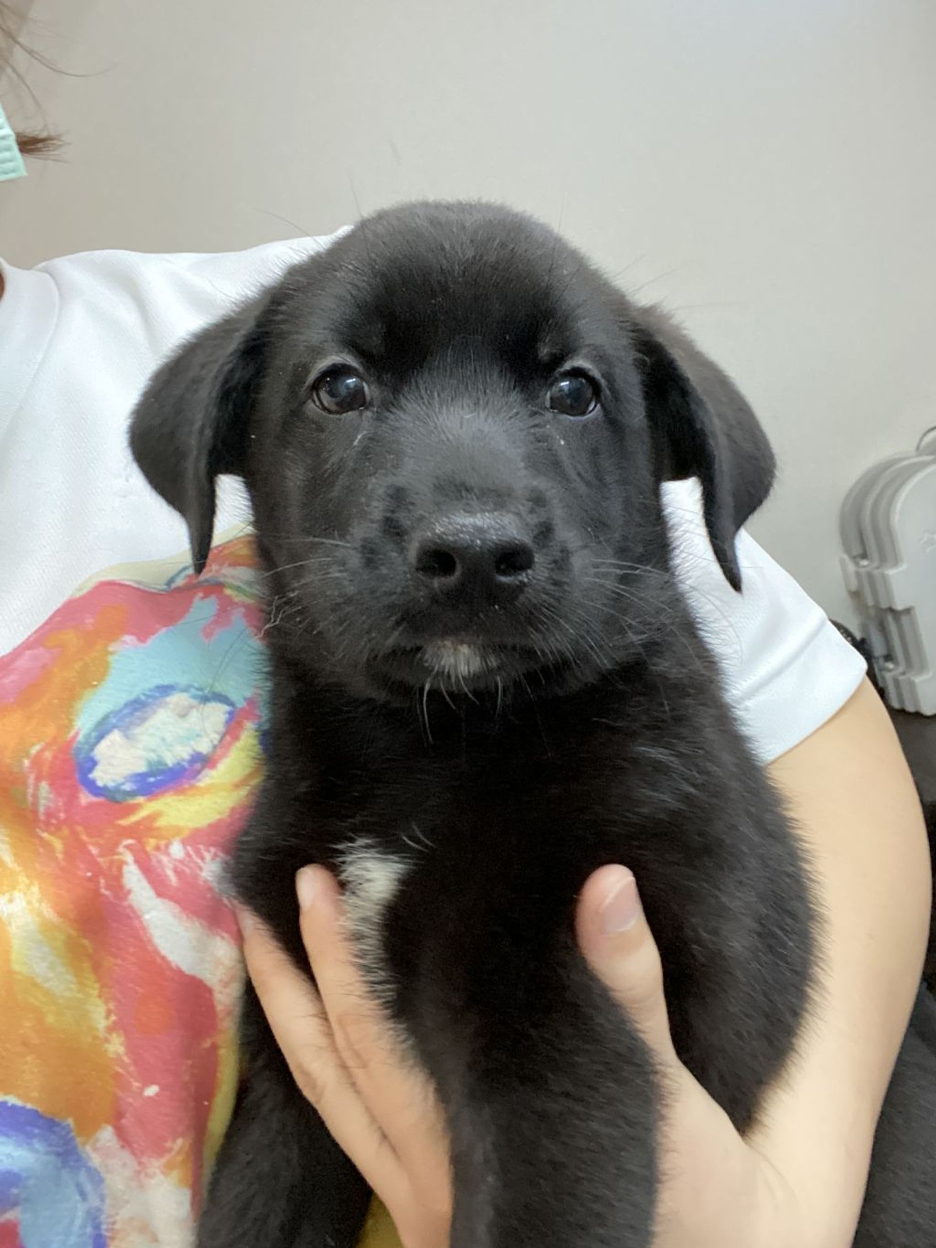 雑種（ミックス犬）・オスの里親募集の写真