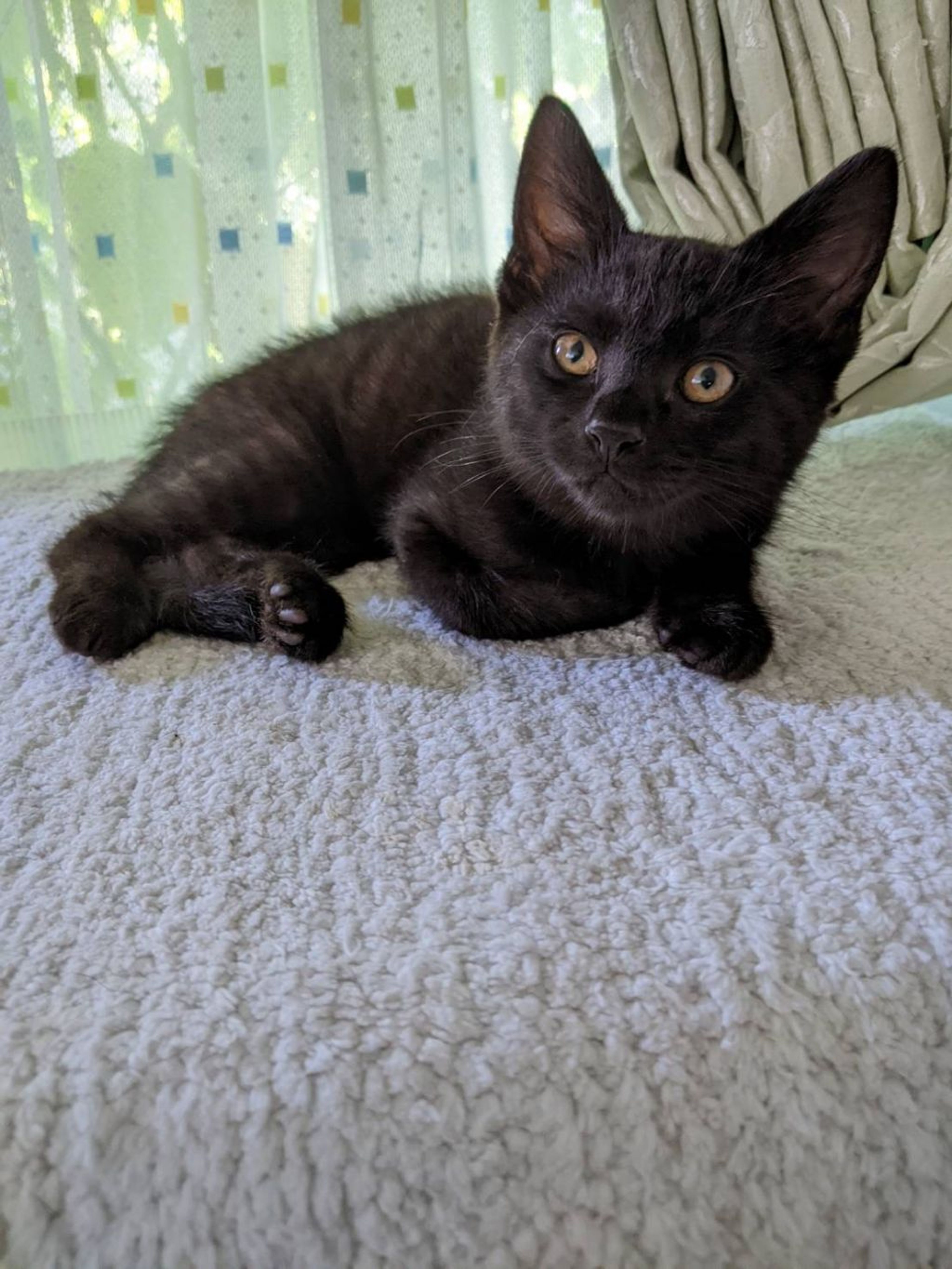 pet-image-4
