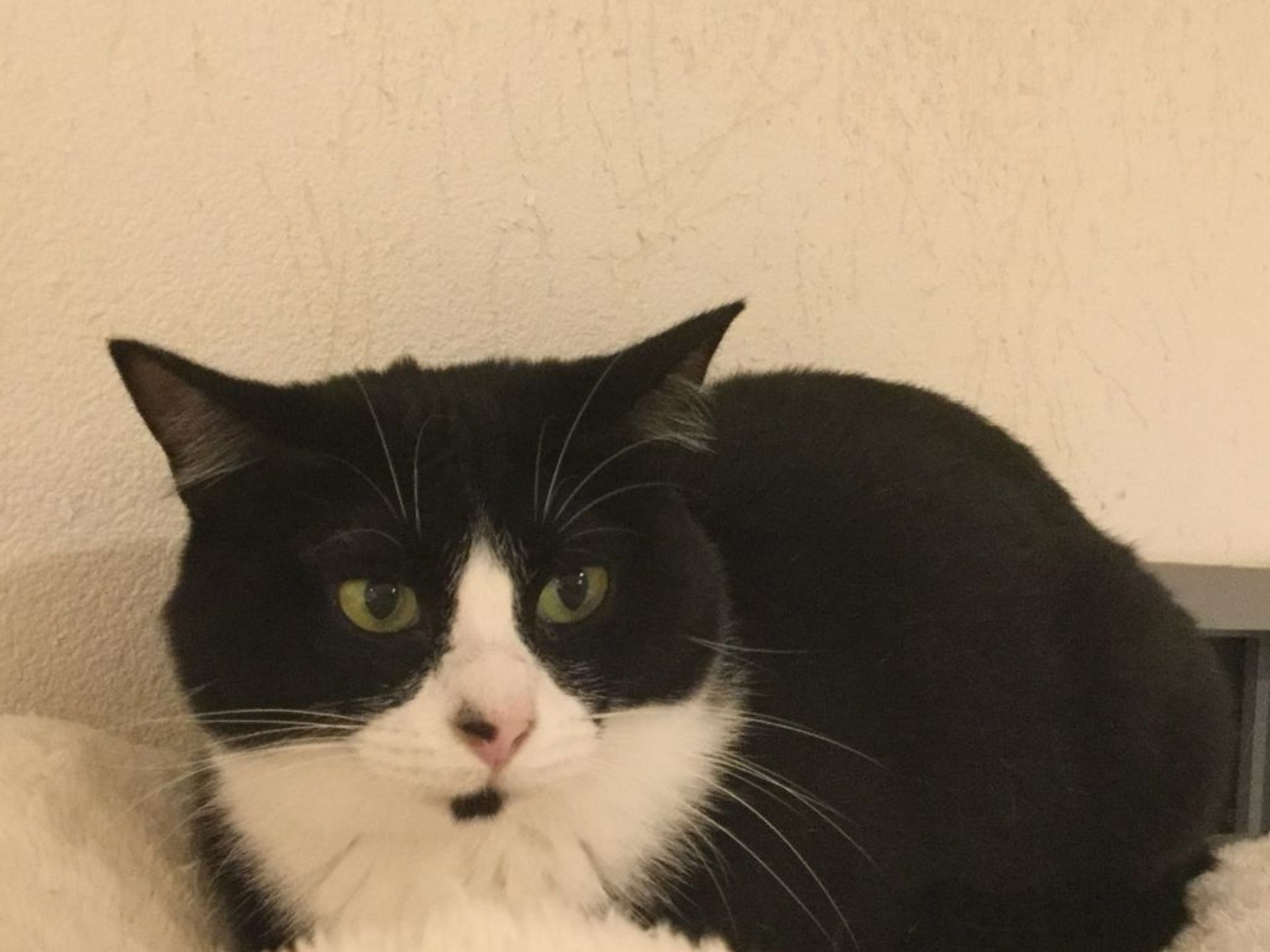 雑種（ミックス猫）・メスの里親募集の写真