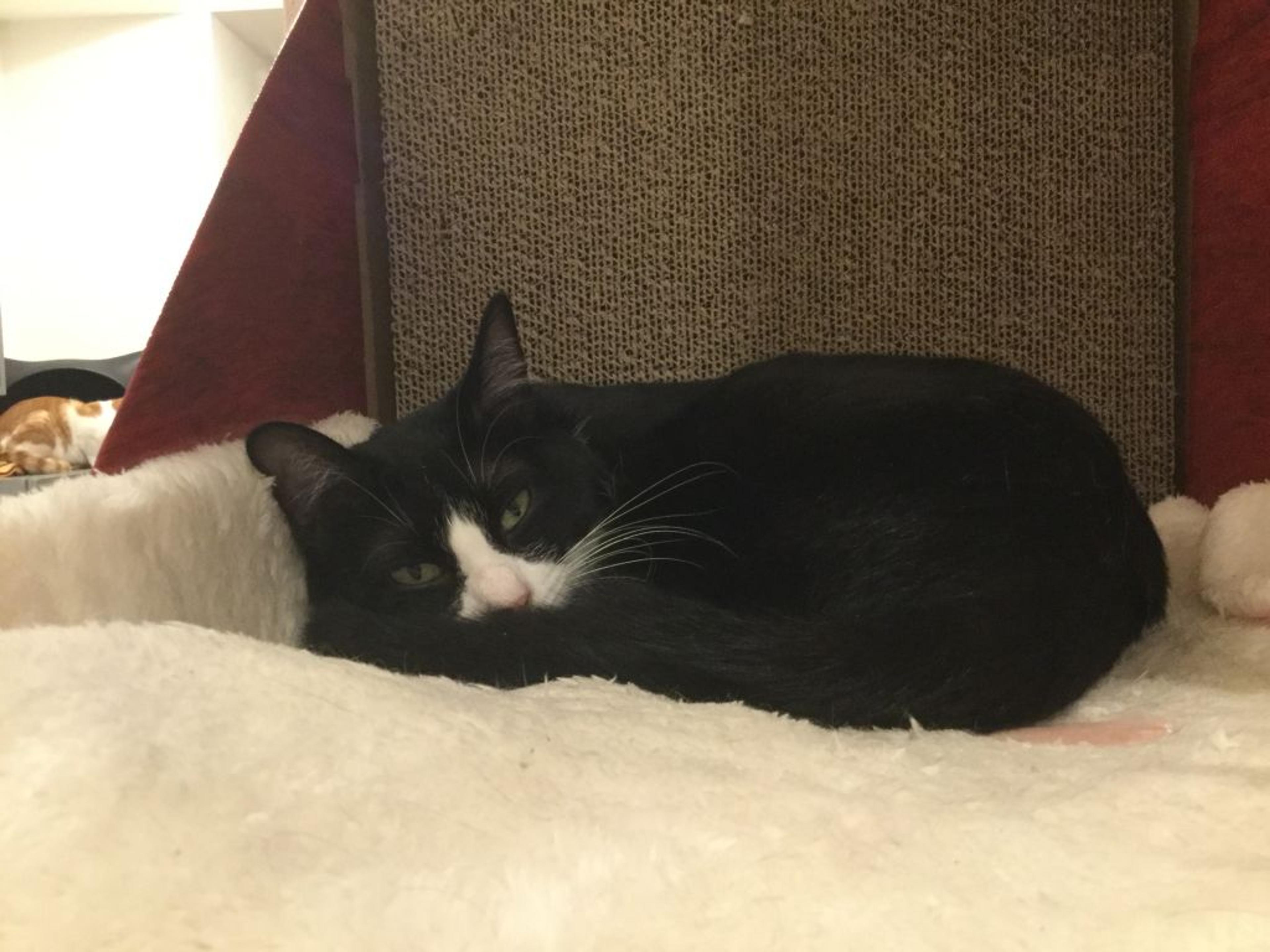 pet-image-2