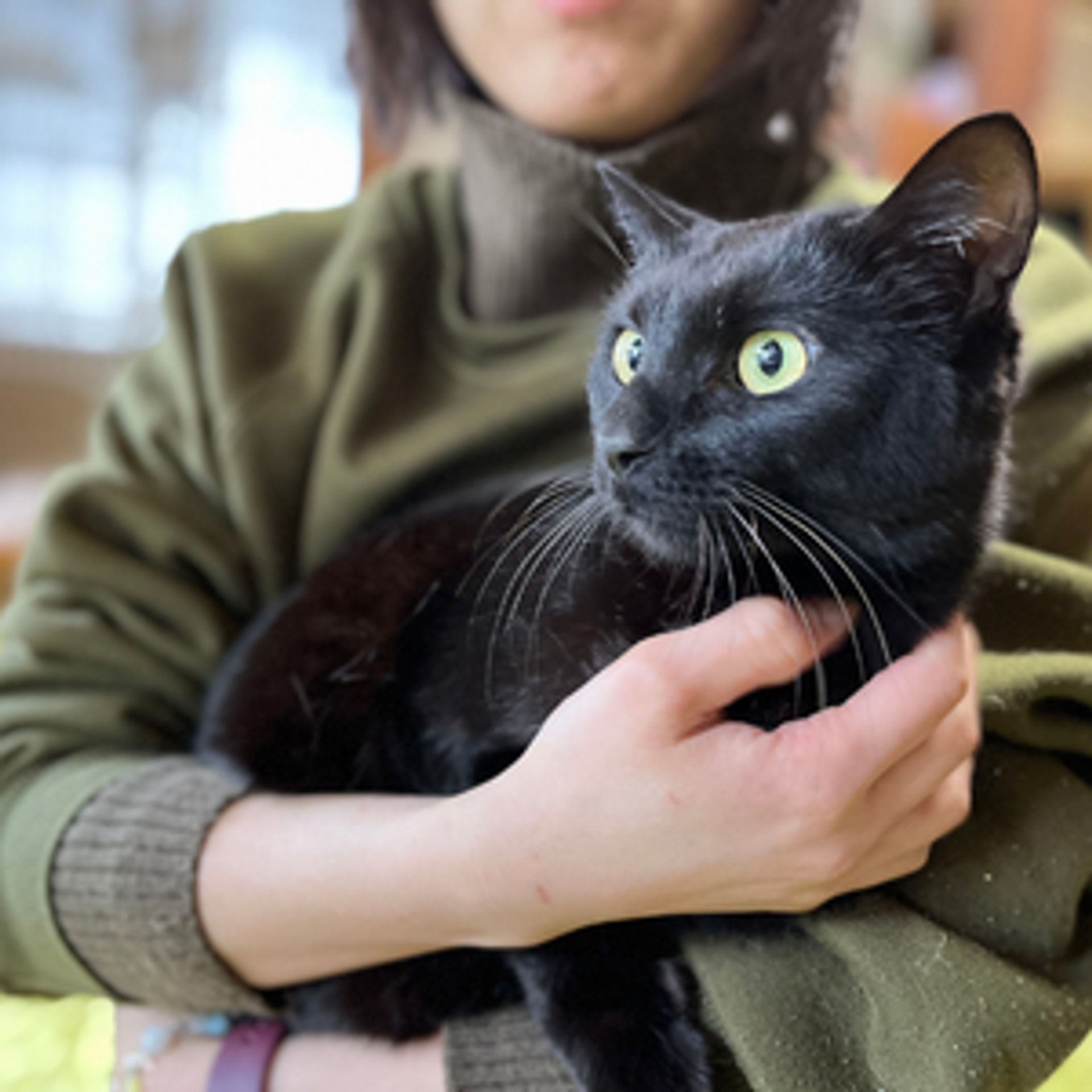 雑種（ミックス猫）・メスの里親募集の写真