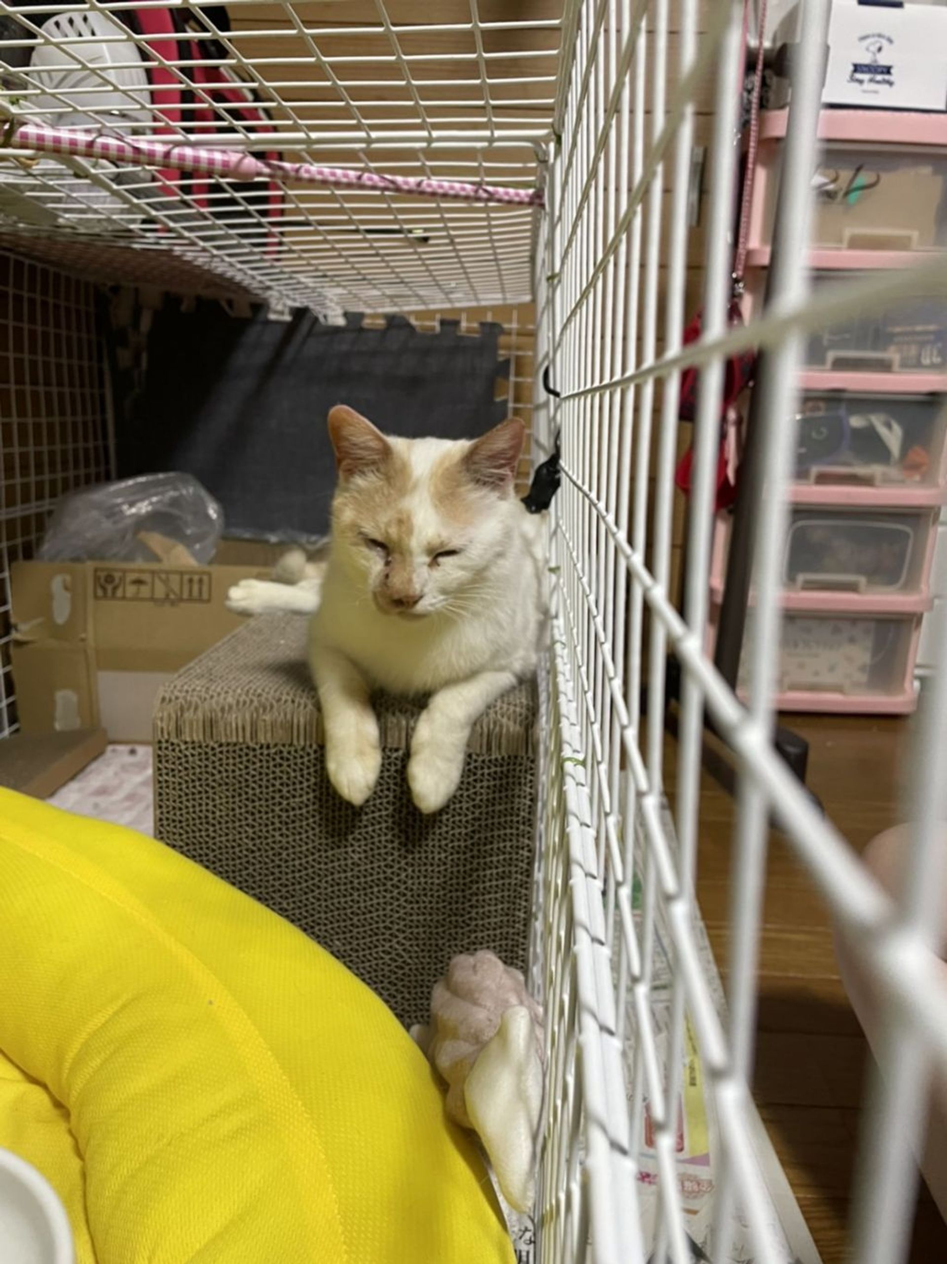 雑種（ミックス猫）・メスの里親募集の写真