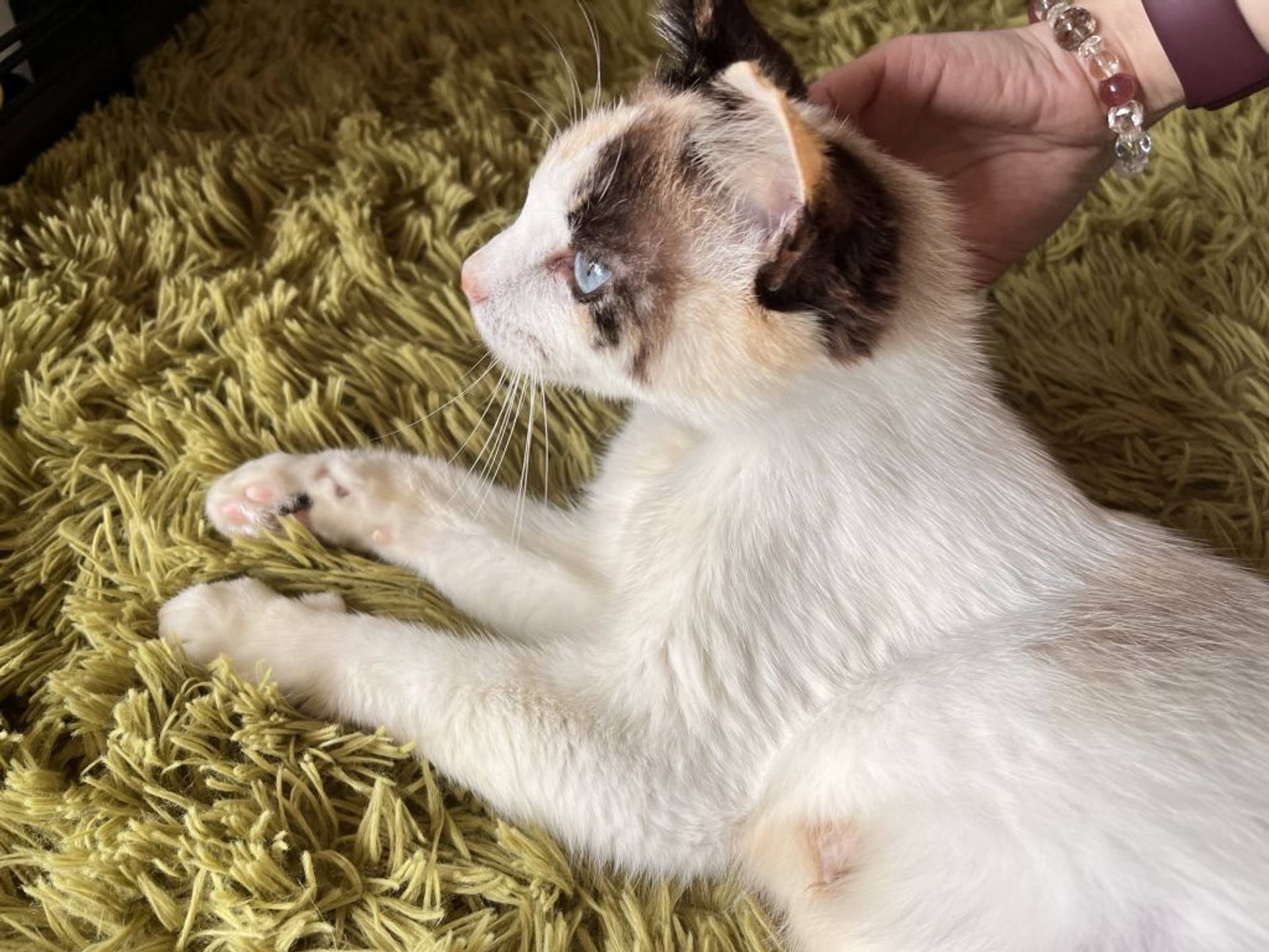 雑種（ミックス猫）・メスの里親募集の写真