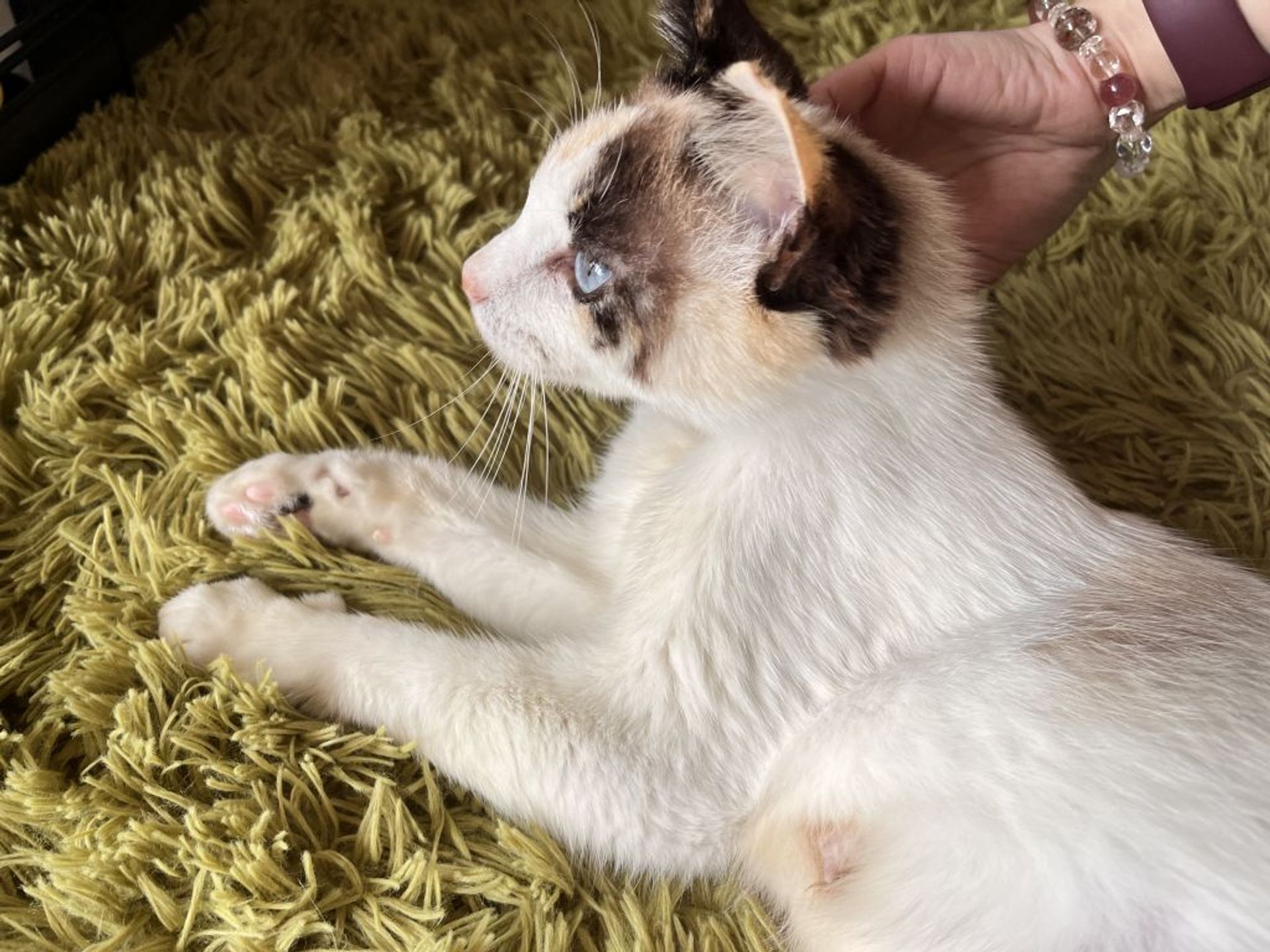 雑種（ミックス猫）・メスの里親募集の写真