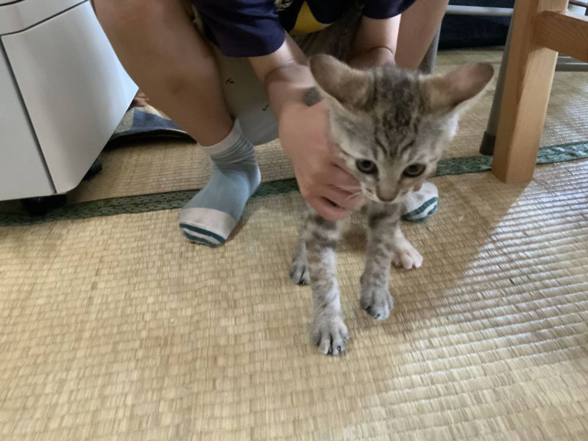 雑種（ミックス猫）・メスの里親募集の写真