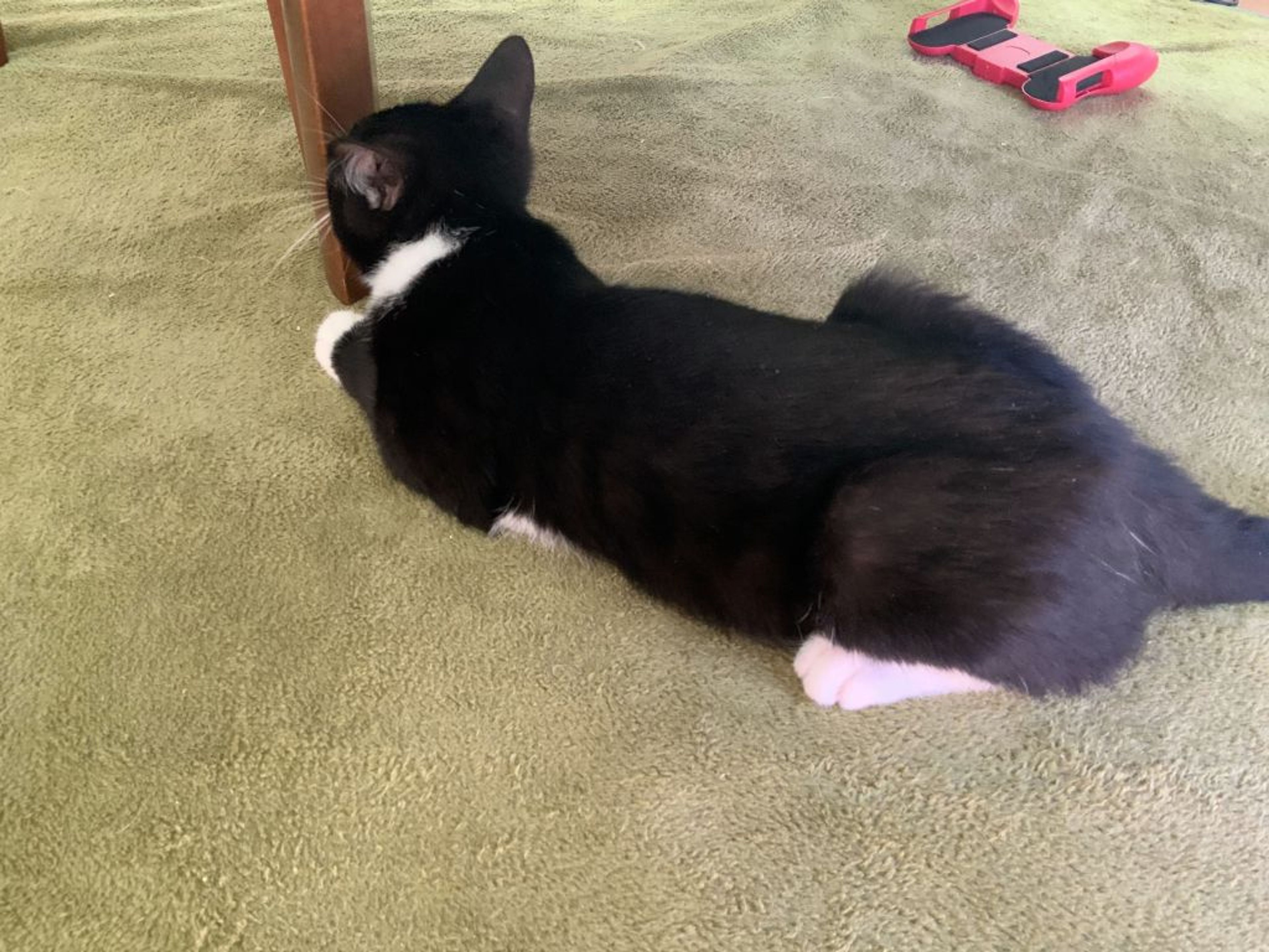 雑種（ミックス猫）・オスの里親募集の写真