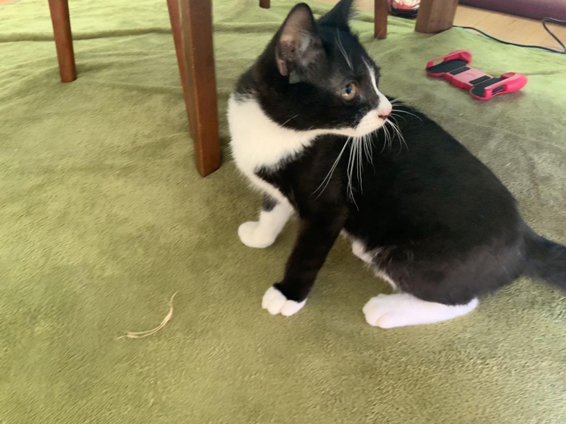 pet-image-2