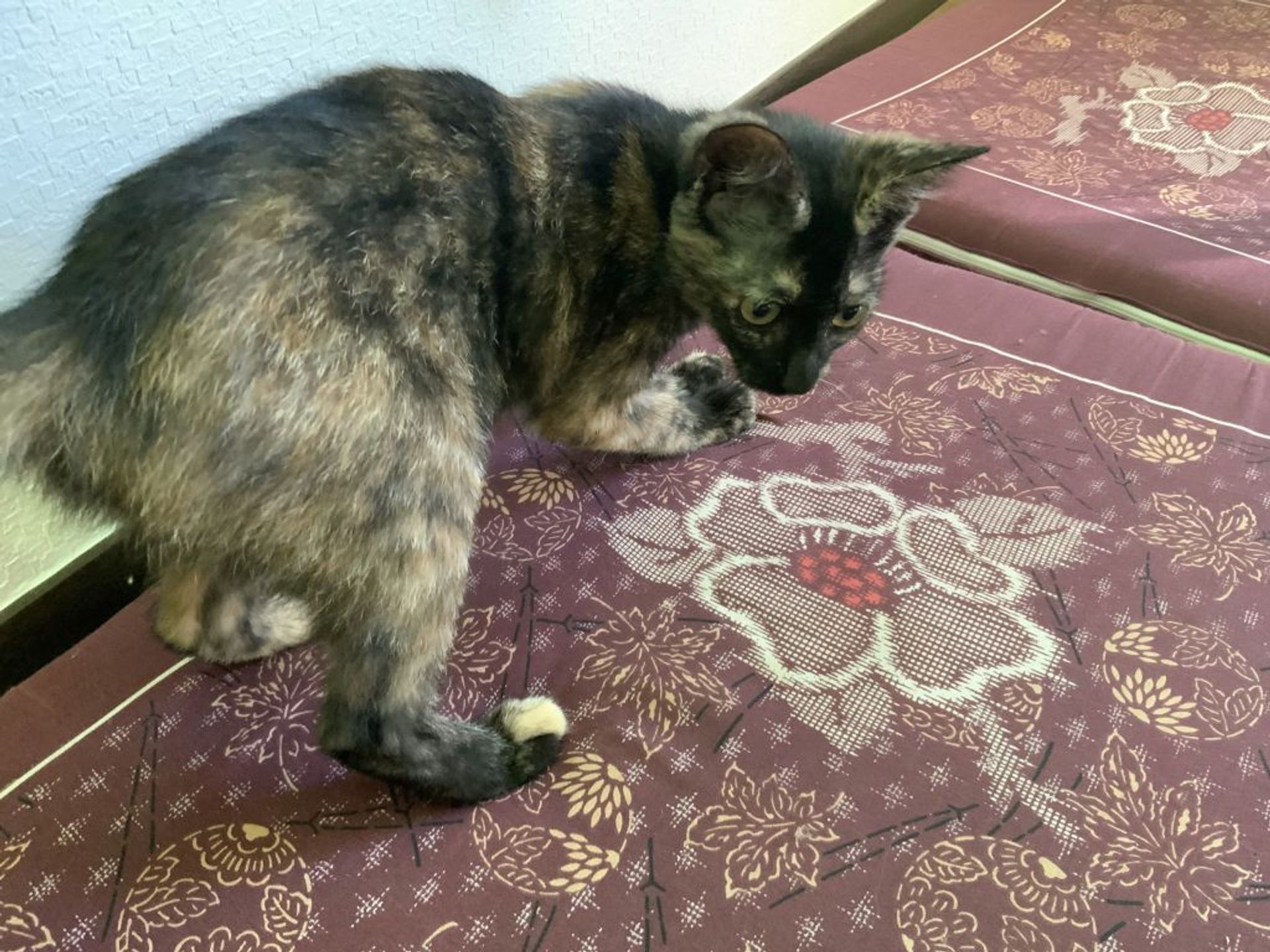 雑種（ミックス猫）・メスの里親募集の写真