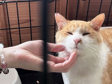 風月の写真