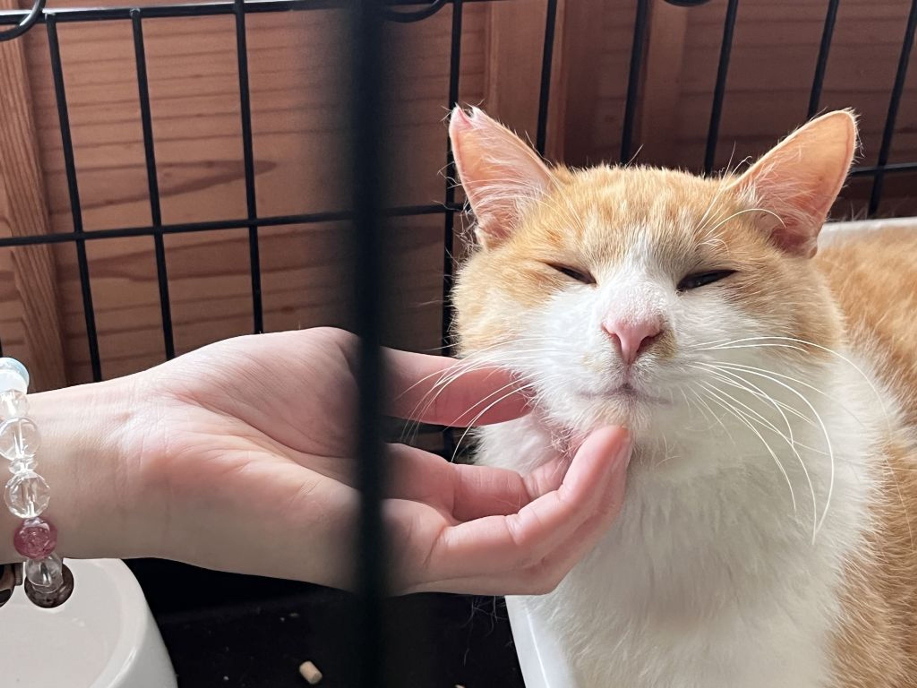 雑種（ミックス猫）・オスの里親募集の写真