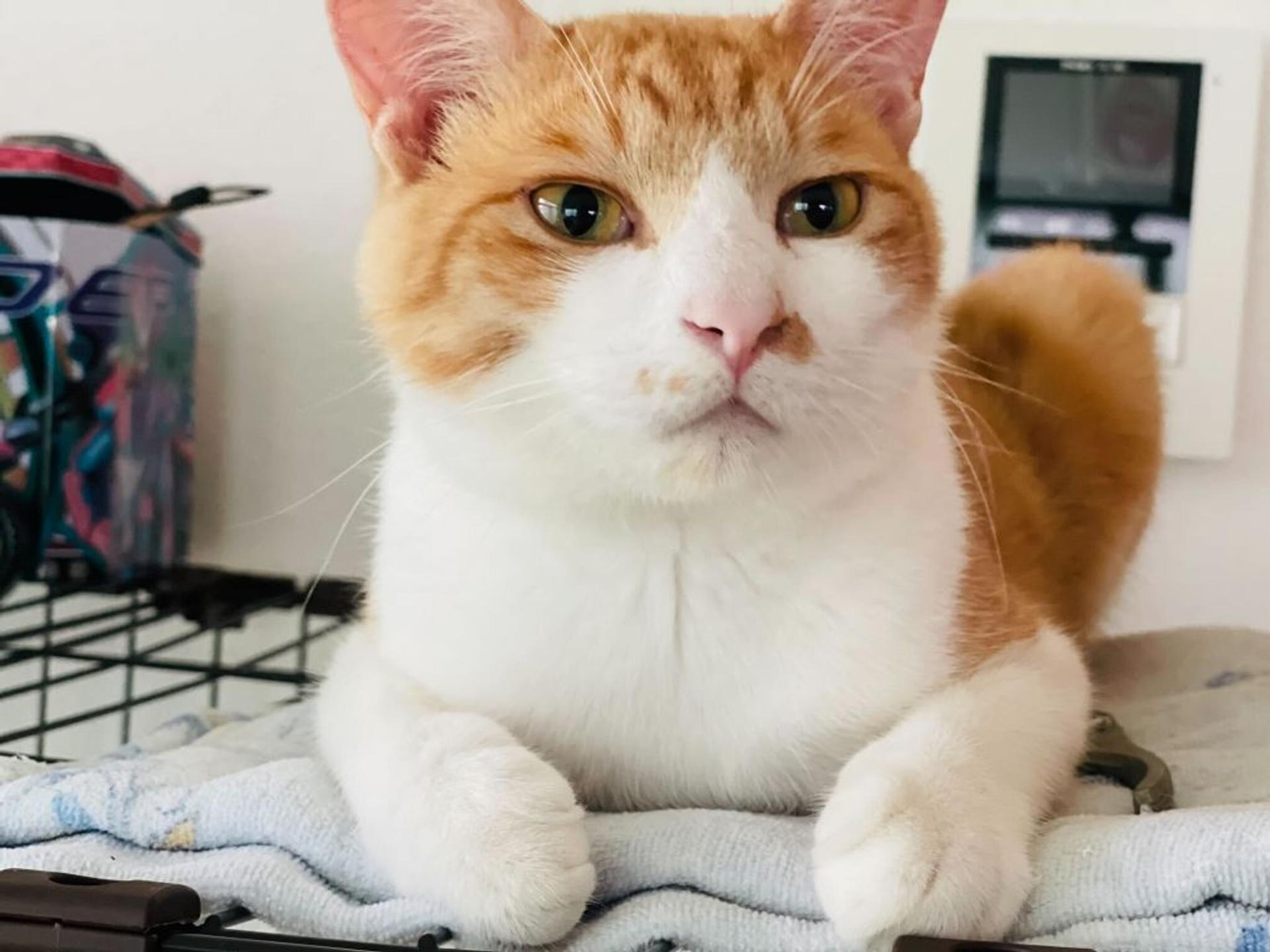 pet-image-2