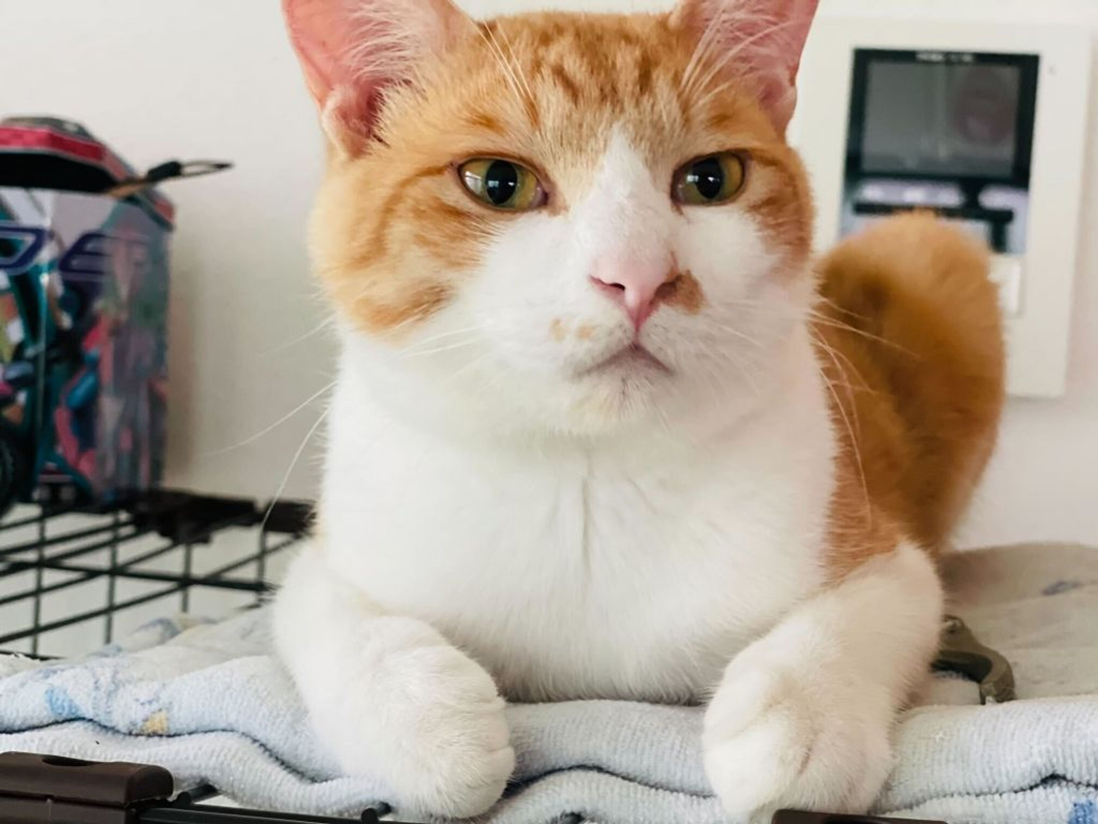 pet-image-2