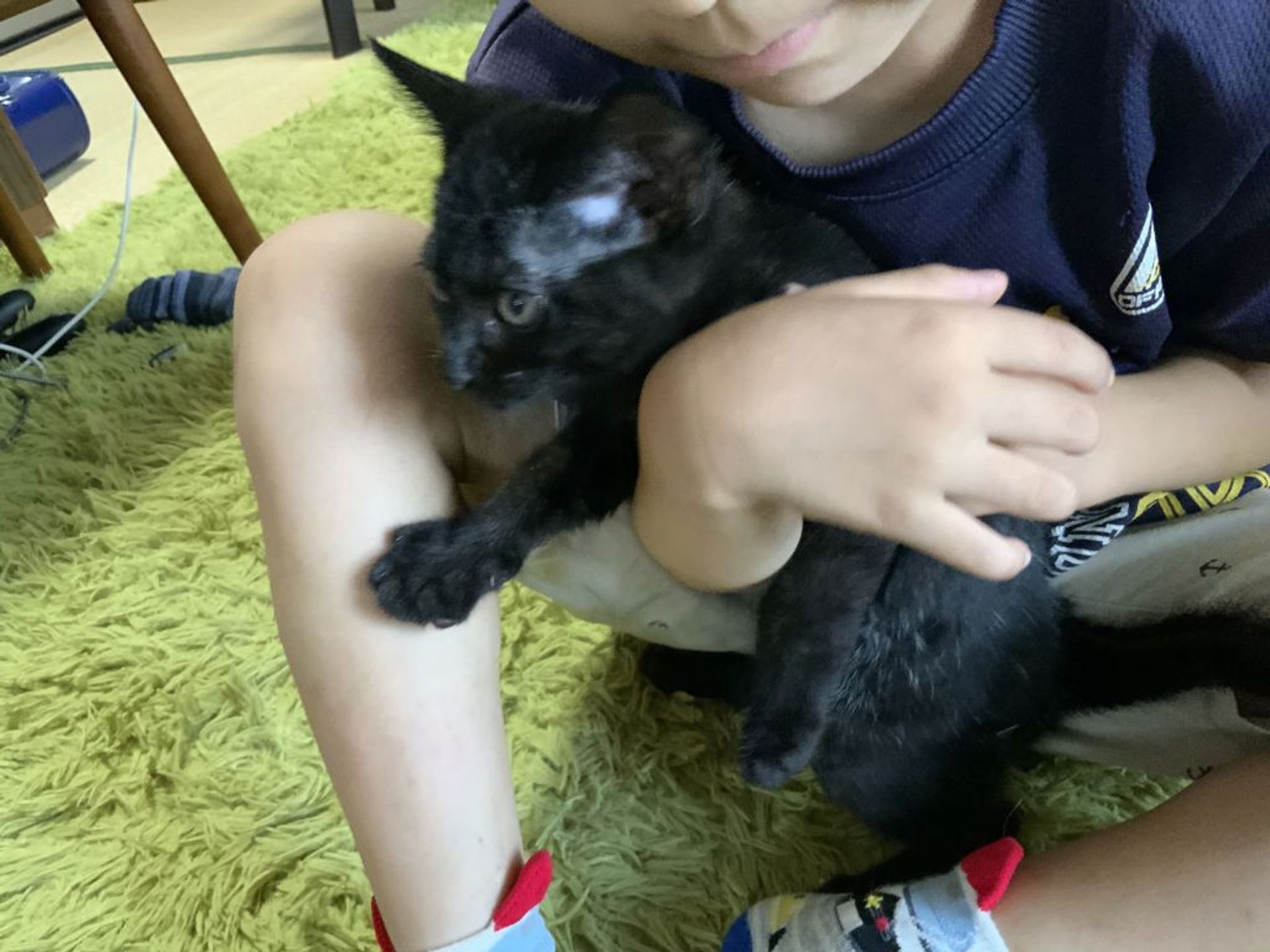 雑種（ミックス猫）・オスの里親募集の写真