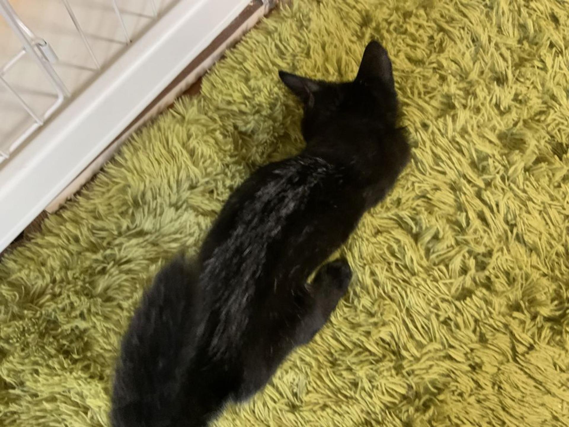 pet-image-3