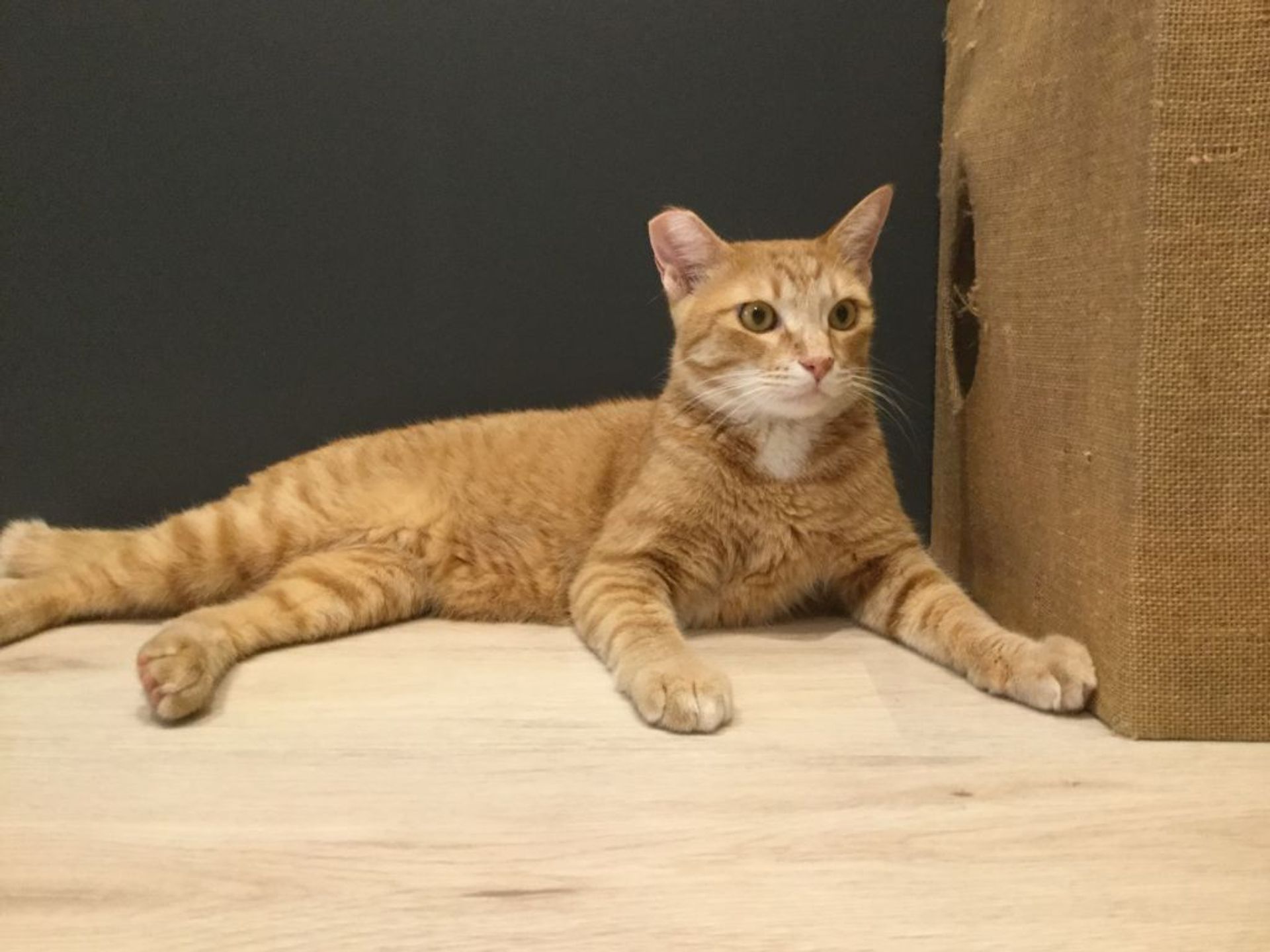 雑種（ミックス猫）・オスの里親募集の写真
