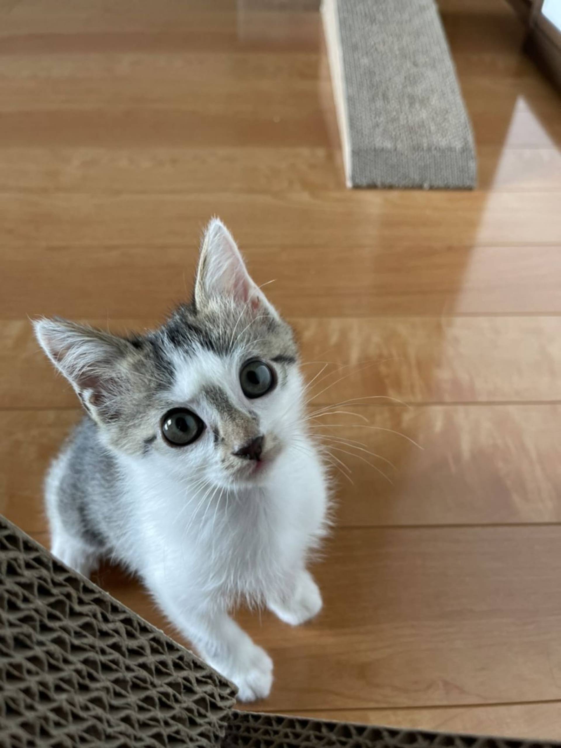 雑種（ミックス猫）・メスの里親募集の写真