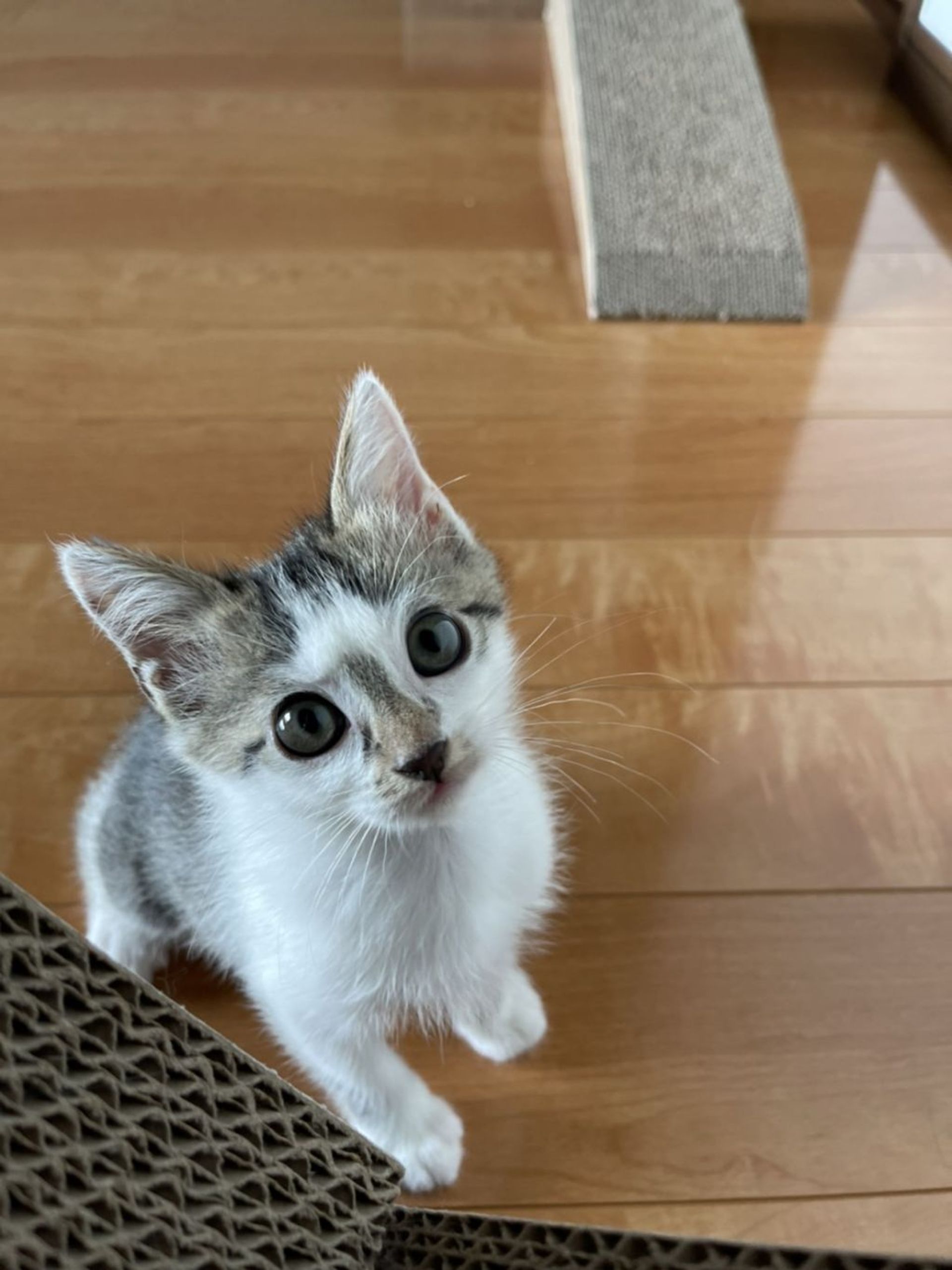 雑種（ミックス猫）・メスの里親募集の写真