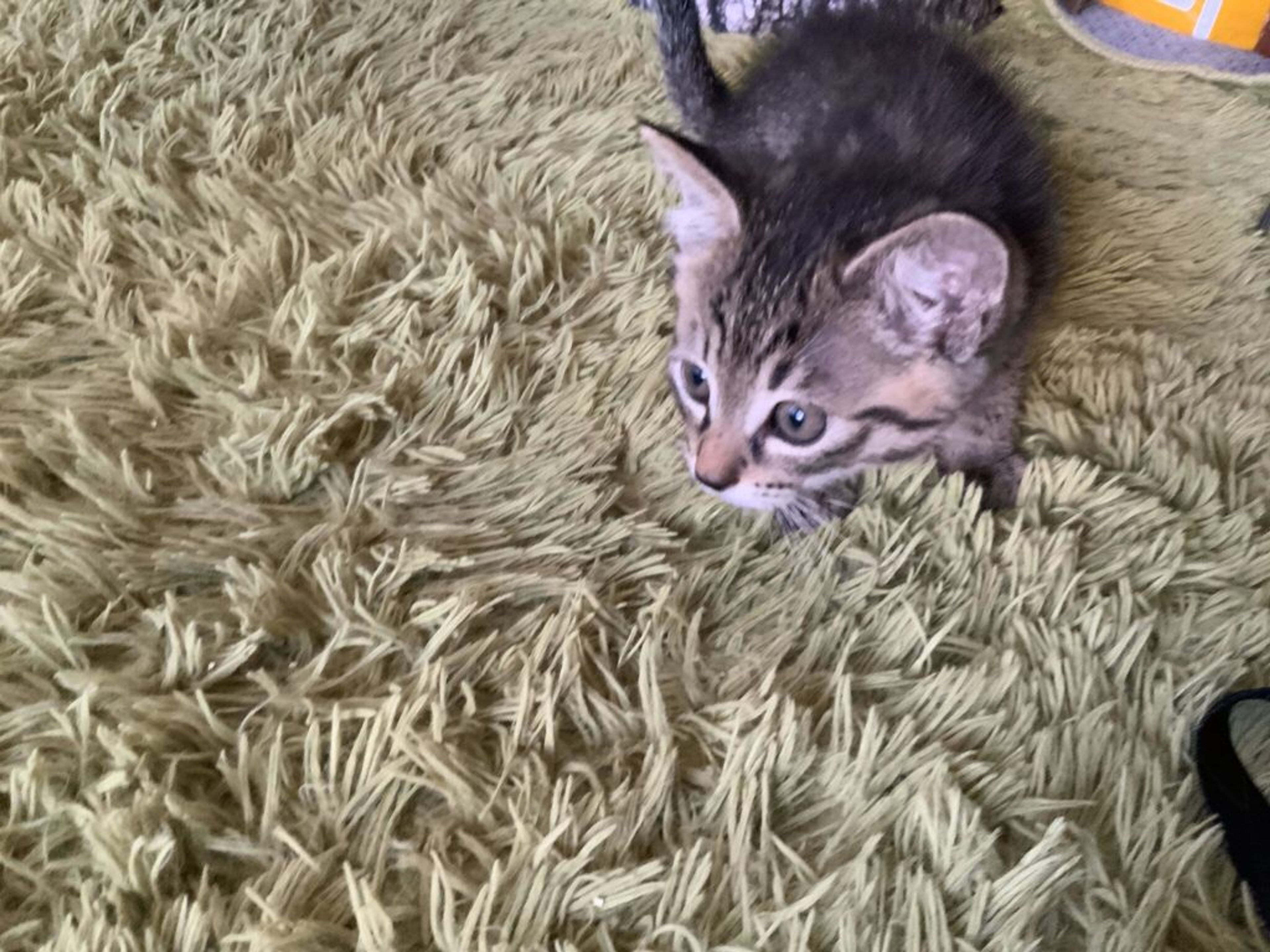 雑種（ミックス猫）・オスの里親募集の写真