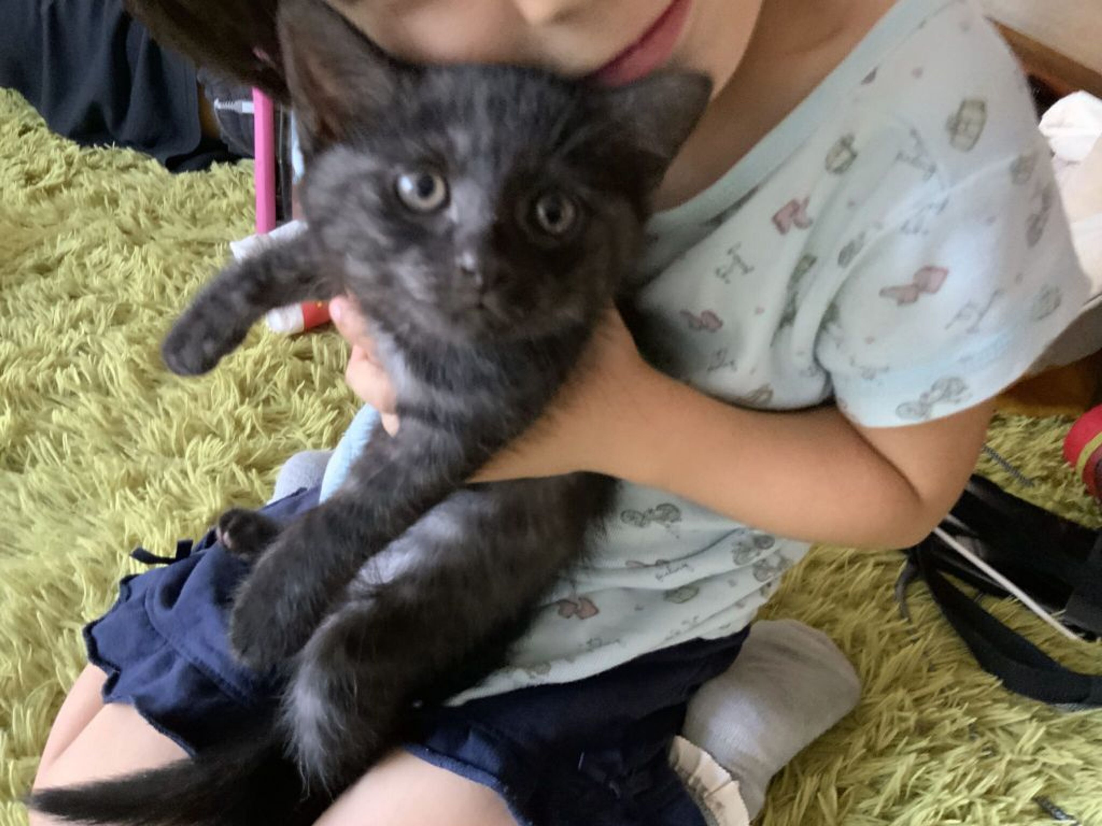 雑種（ミックス猫）・オスの里親募集の写真