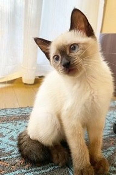 アオイちゃんの写真