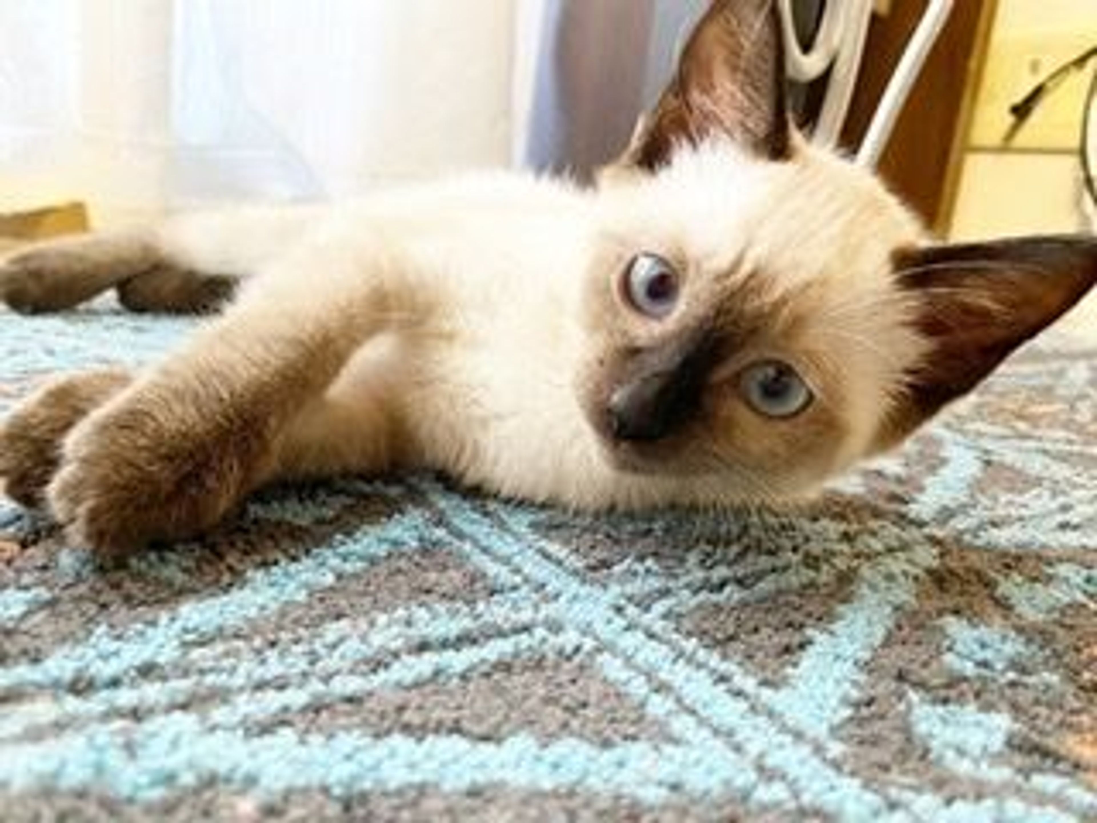 pet-image-3