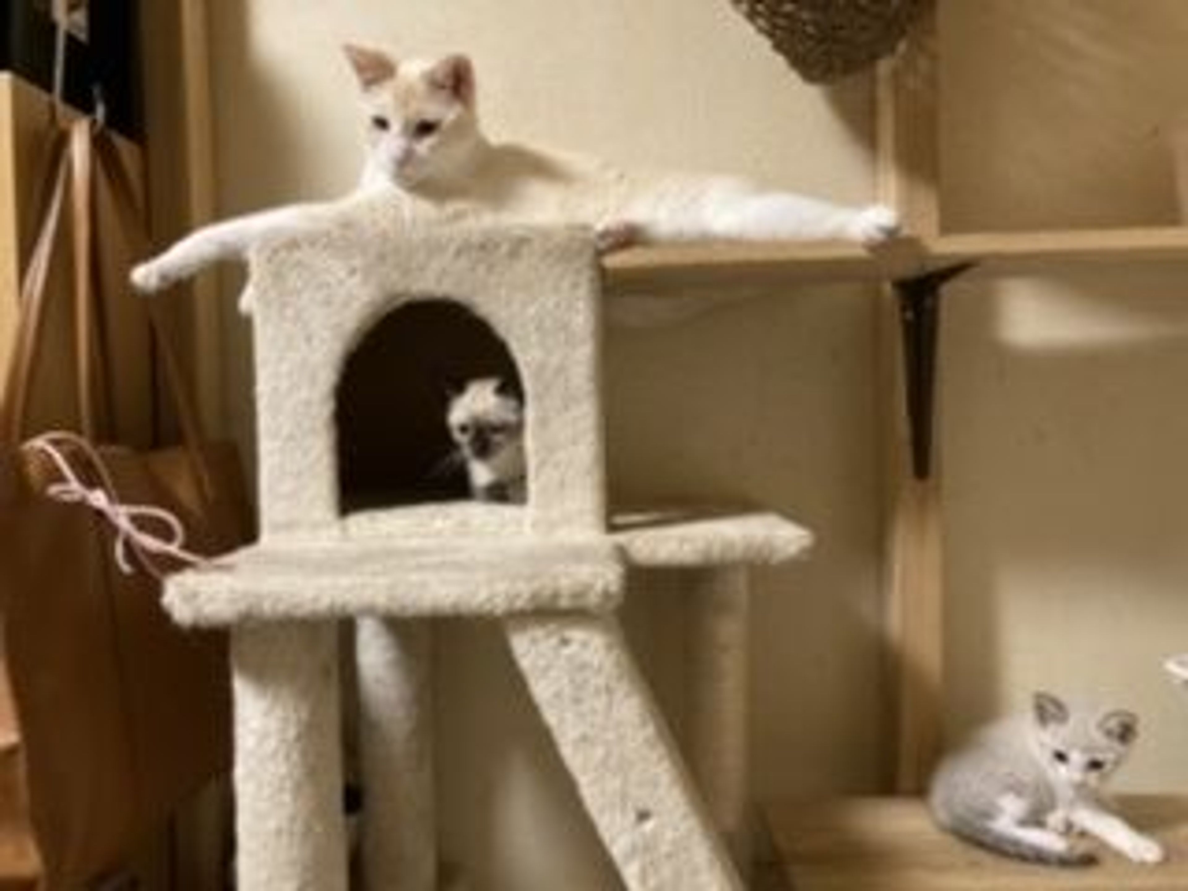 pet-image-5