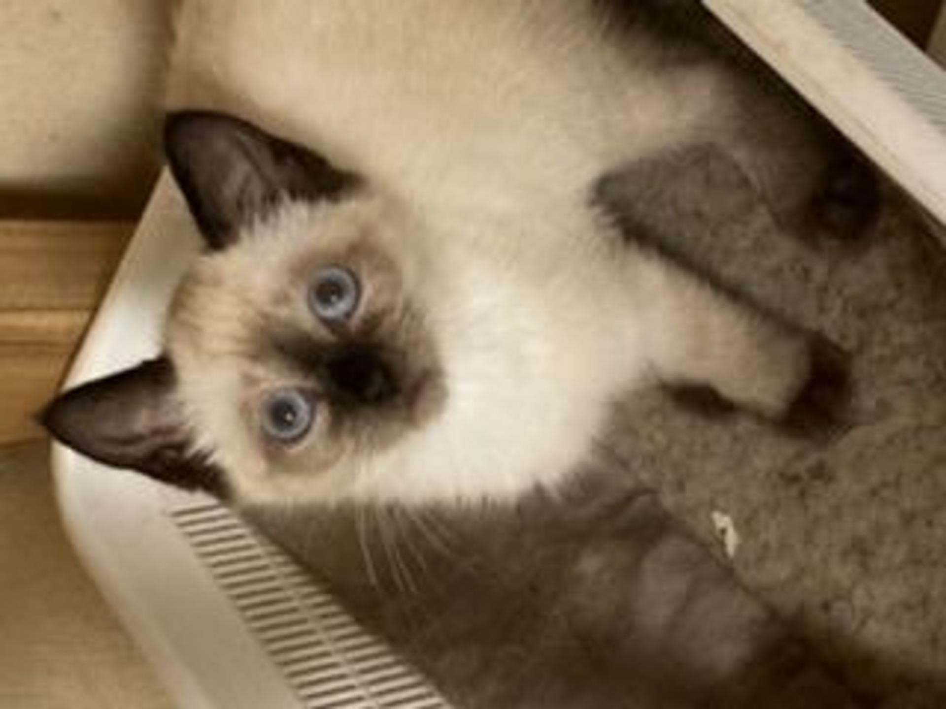 pet-image-6