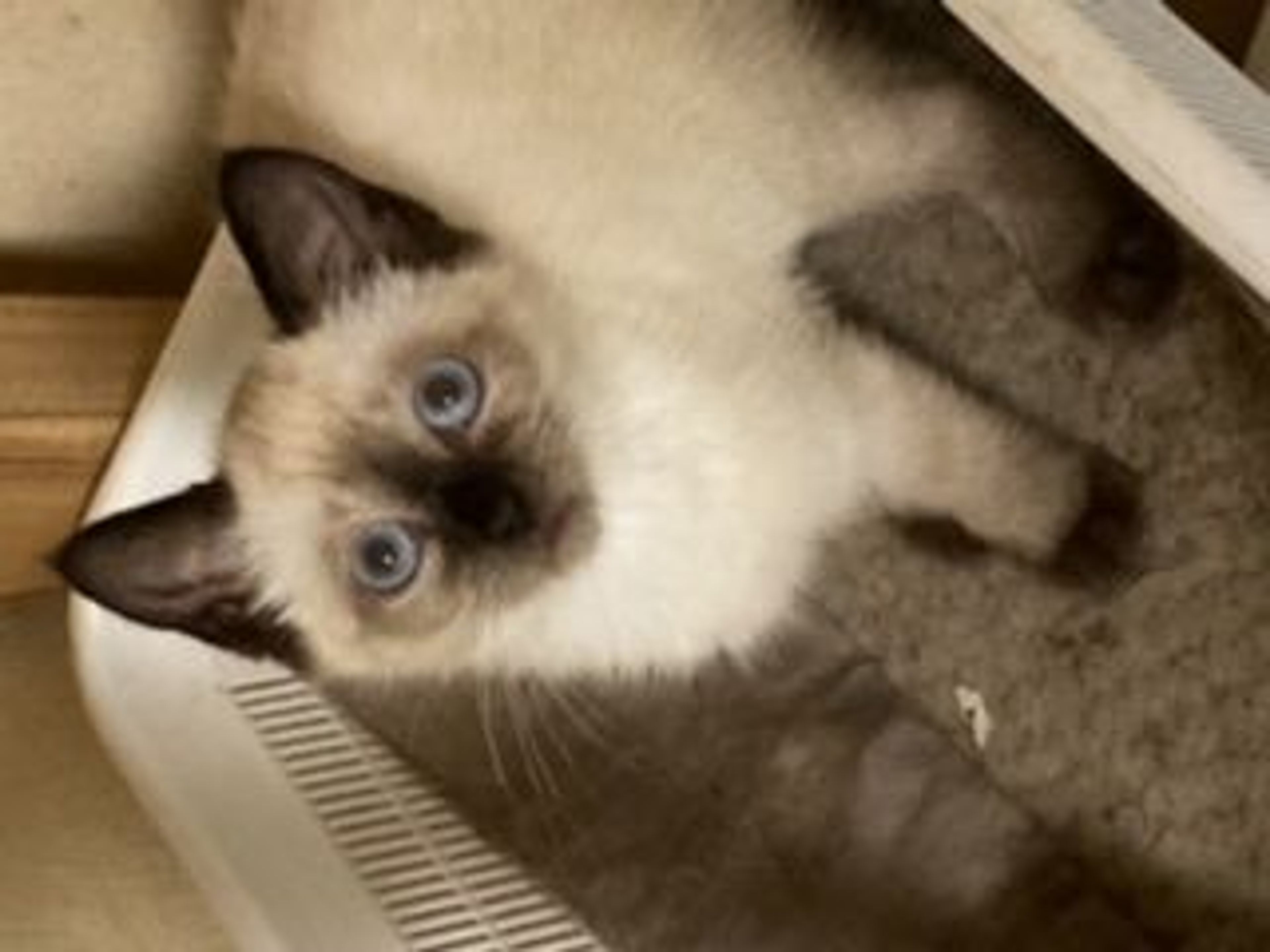 pet-image-6