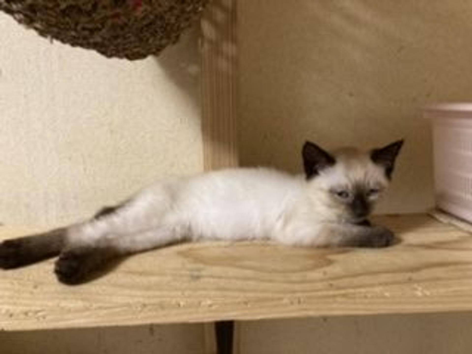 pet-image-7